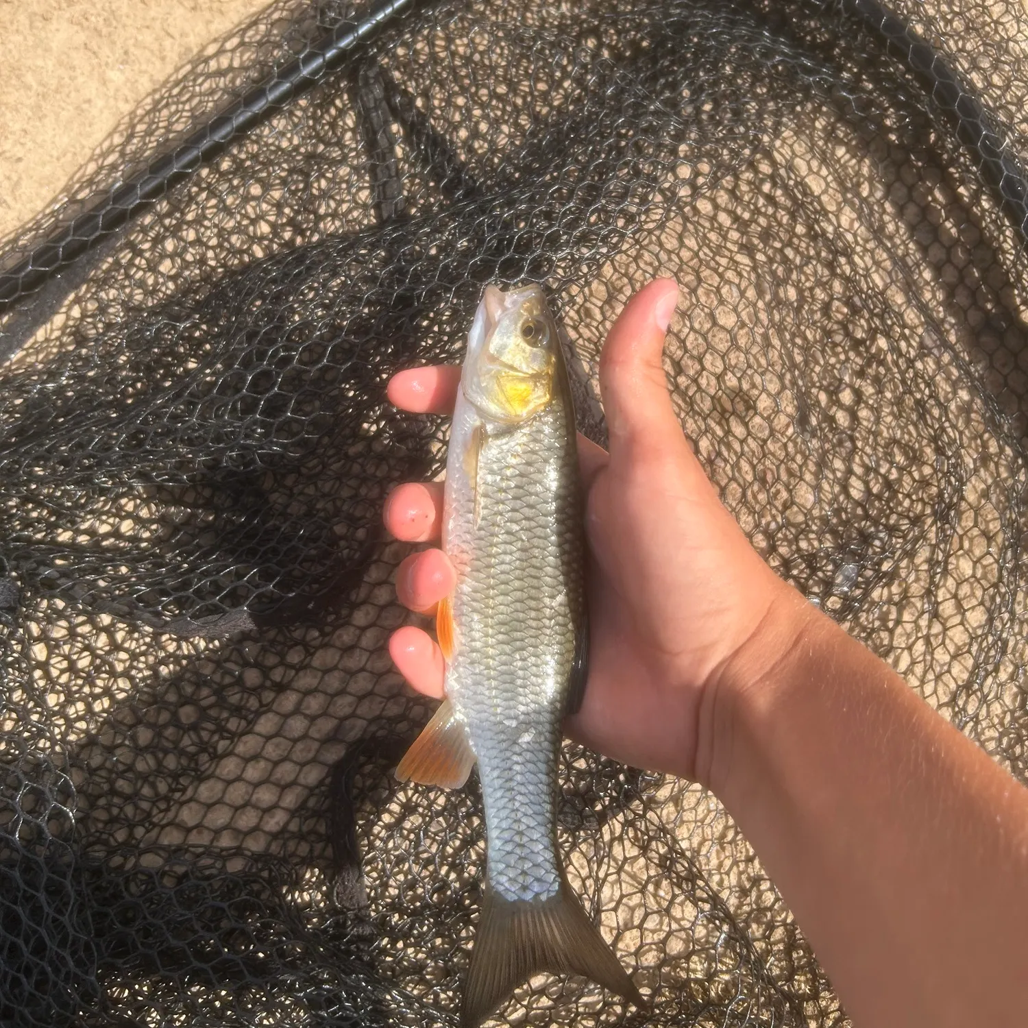 European chub caught on Fishbrain