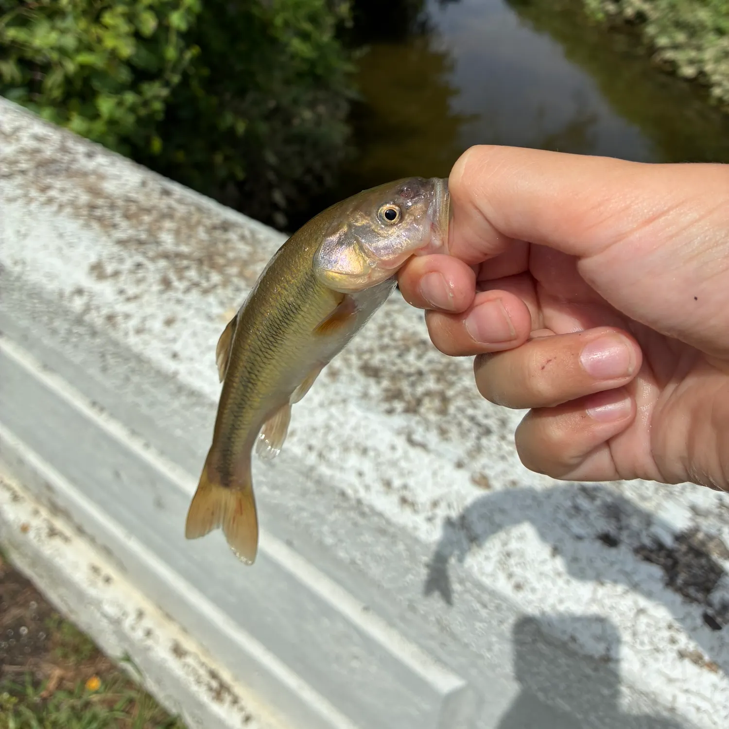 Creek chub caught on Fishbrain