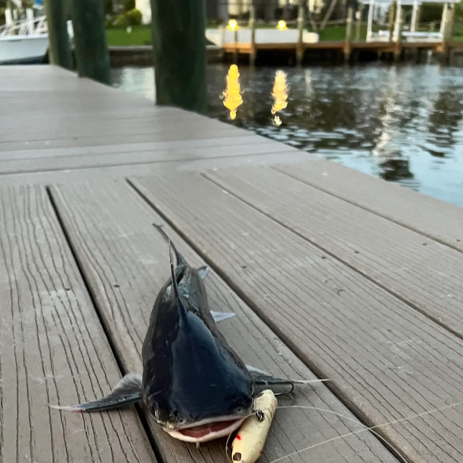 angler catch