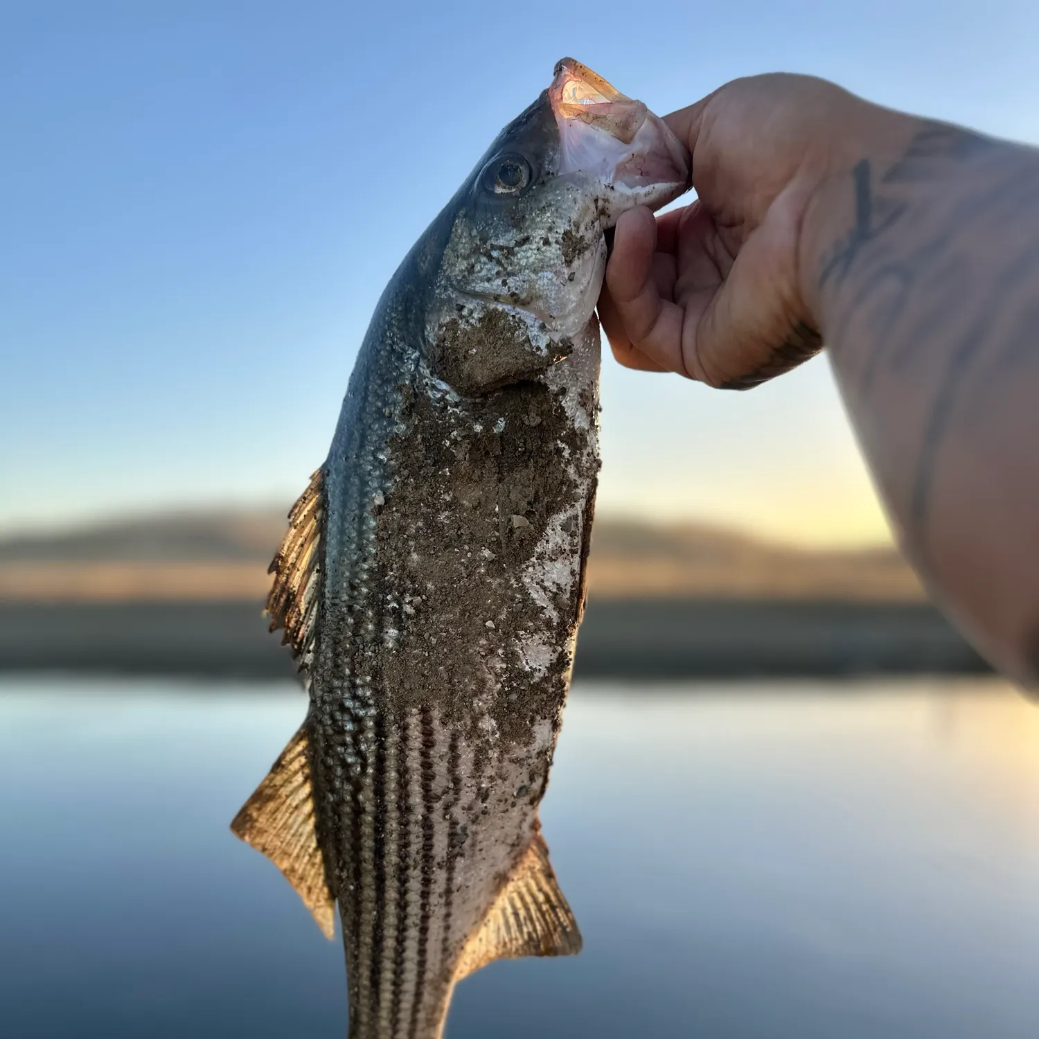 Striped bass caught on Fishbrain