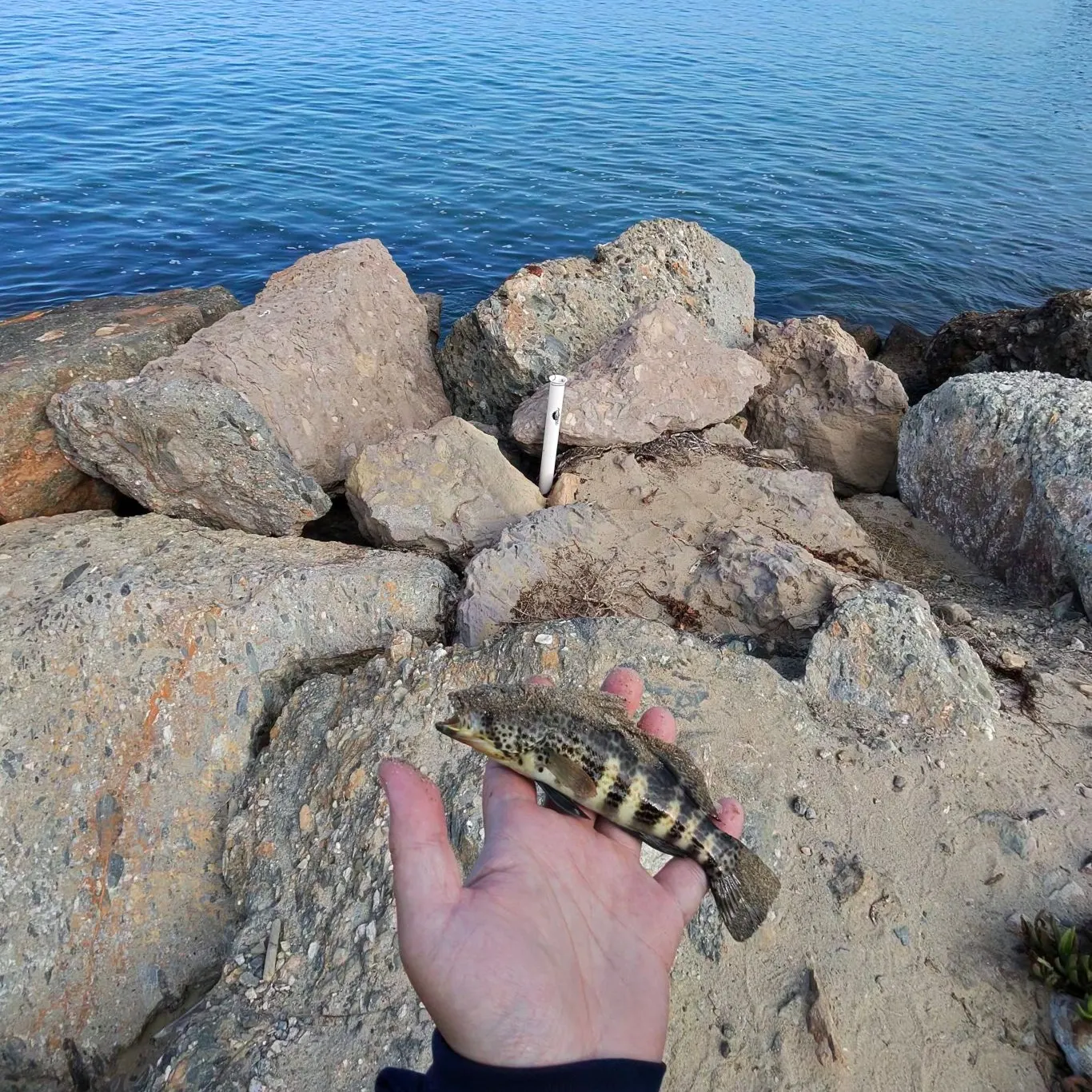 Spotted sand bass caught on Fishbrain