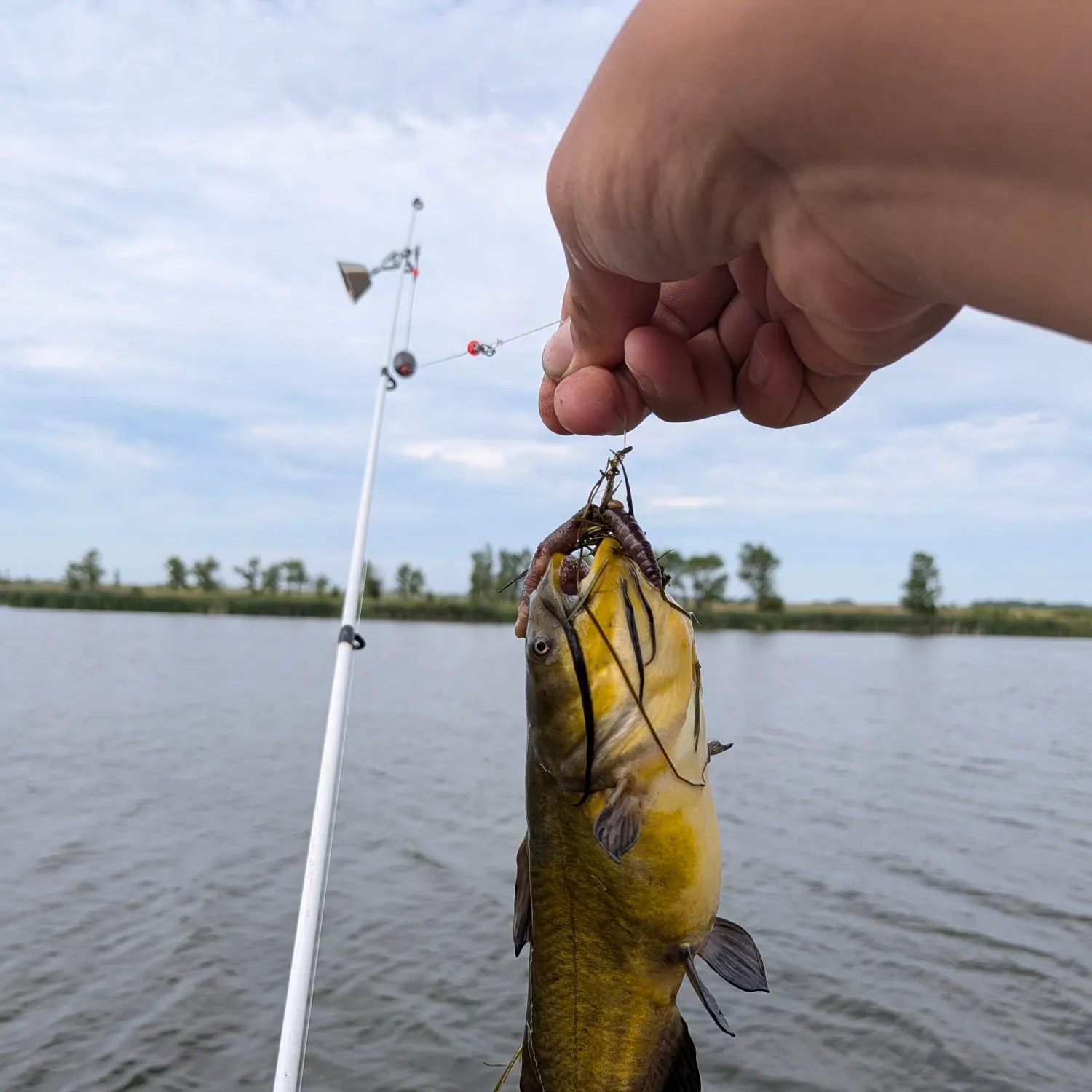 Black bullhead caught on Fishbrain