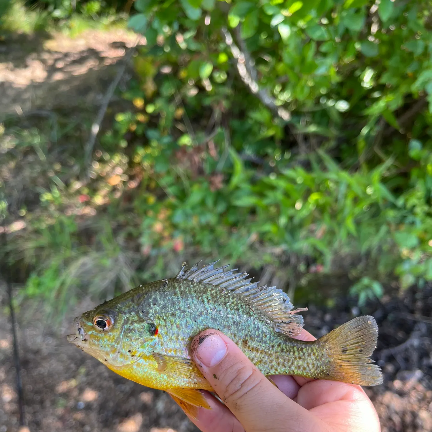 Bluegill caught on Fishbrain