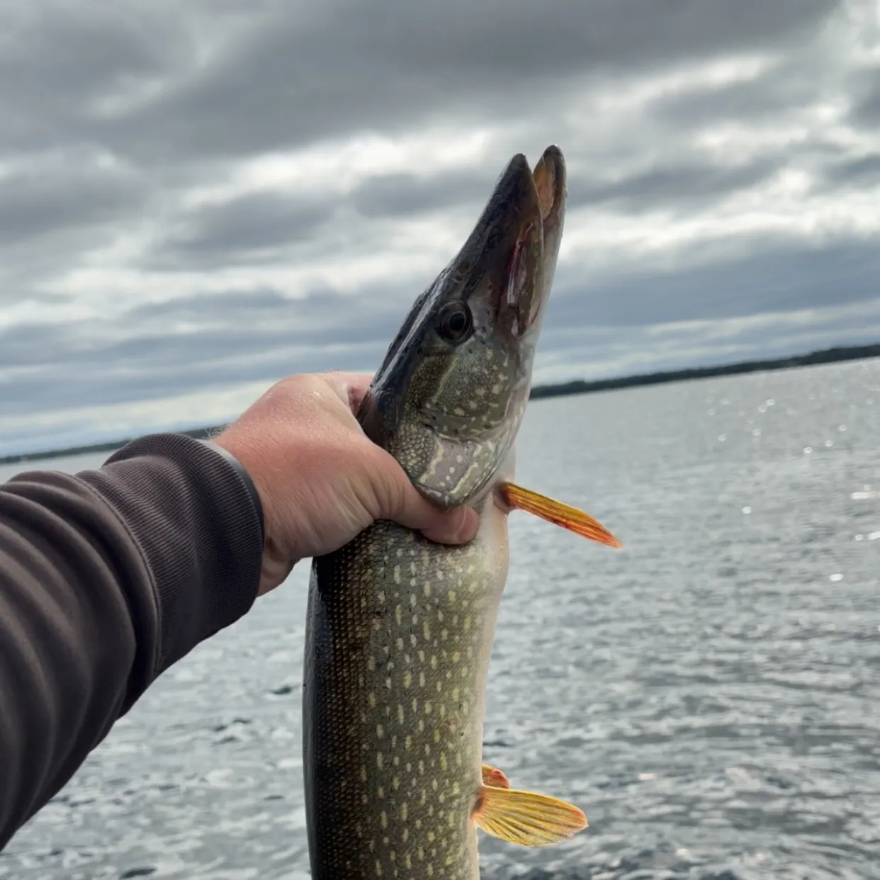Northern pike caught on Fishbrain