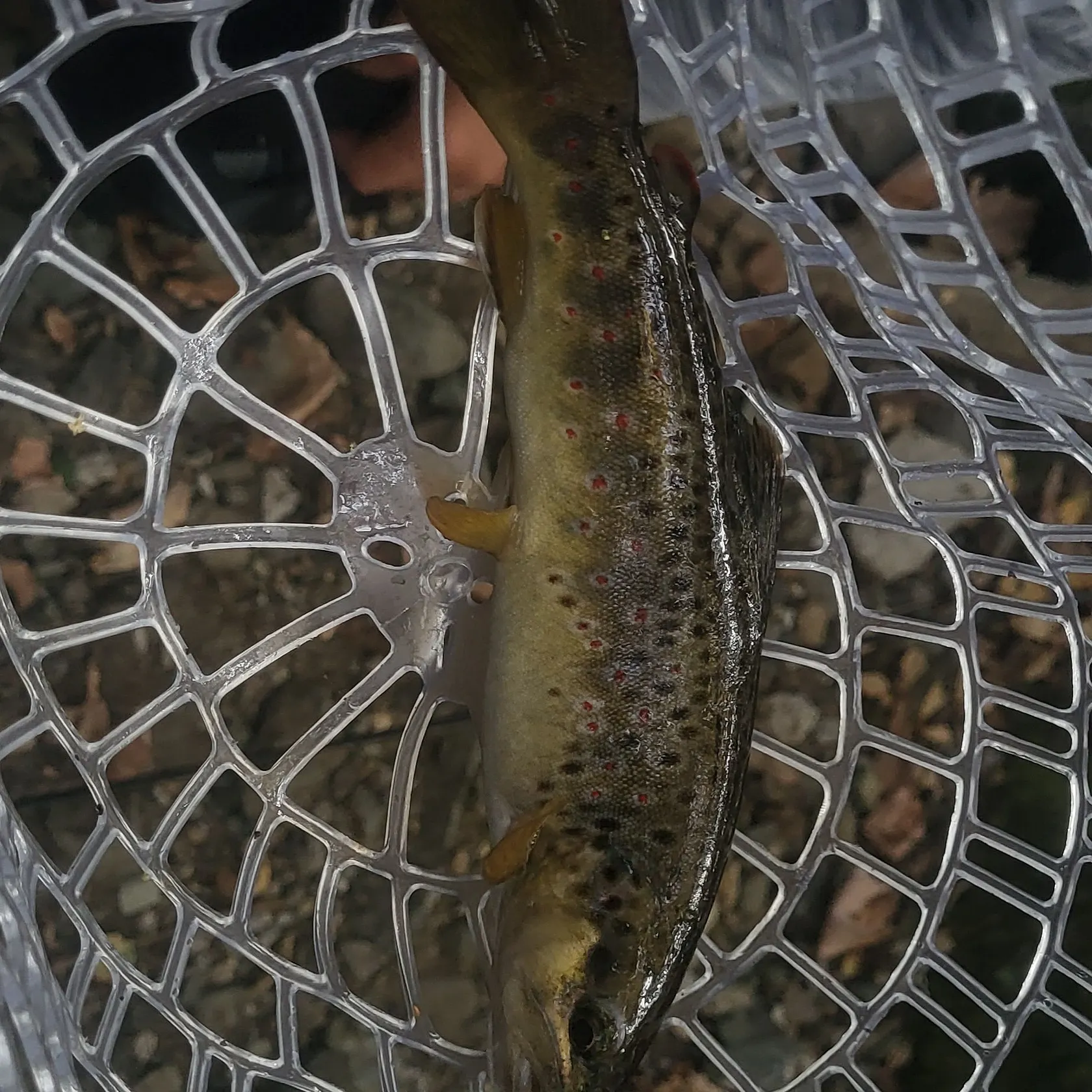 Brown trout caught on Fishbrain
