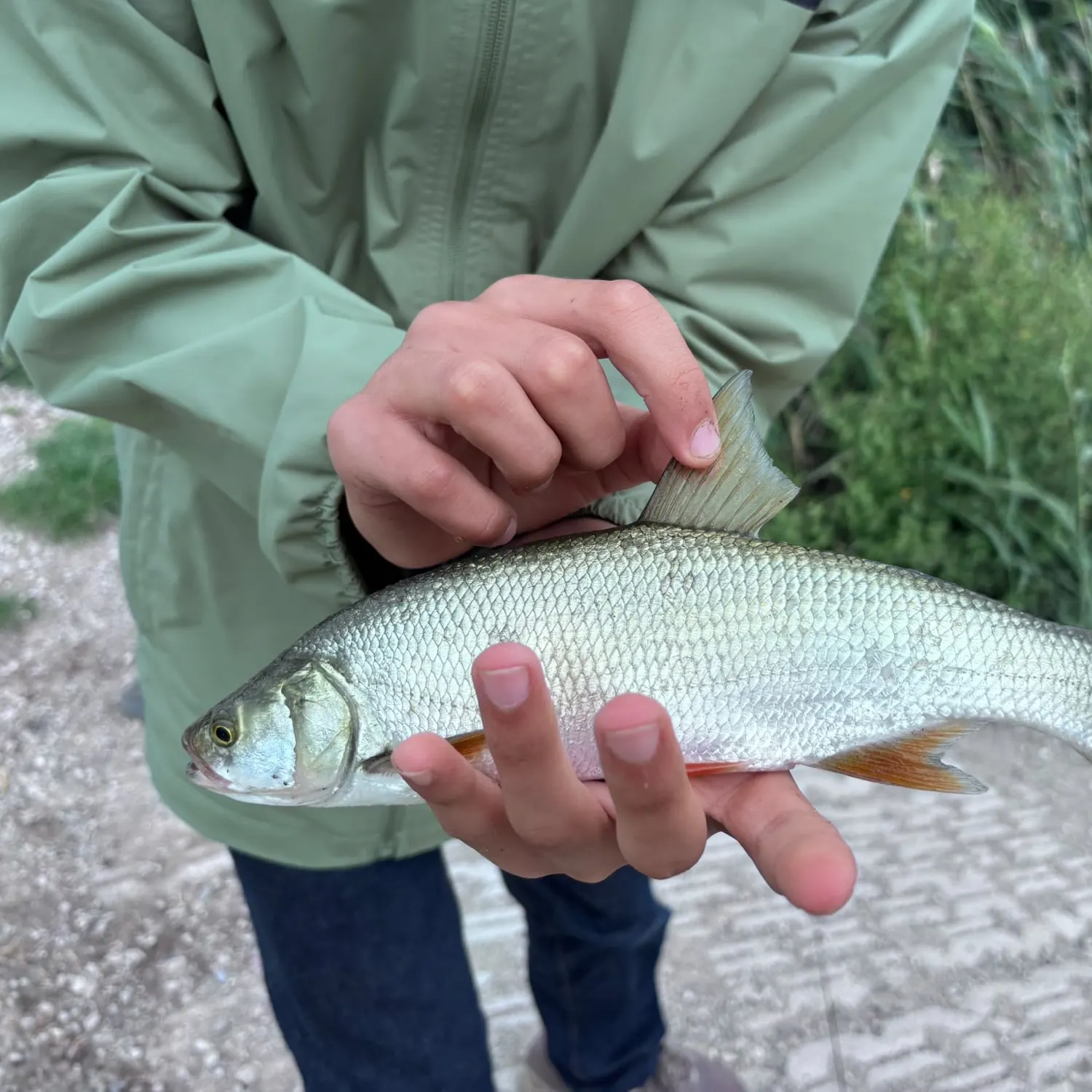 Asp caught on Fishbrain