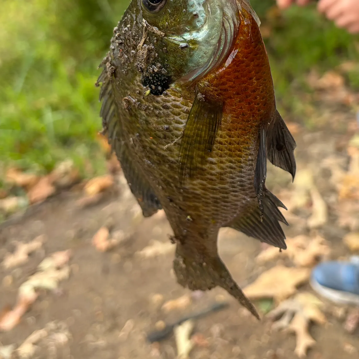 Bluegill caught on Fishbrain