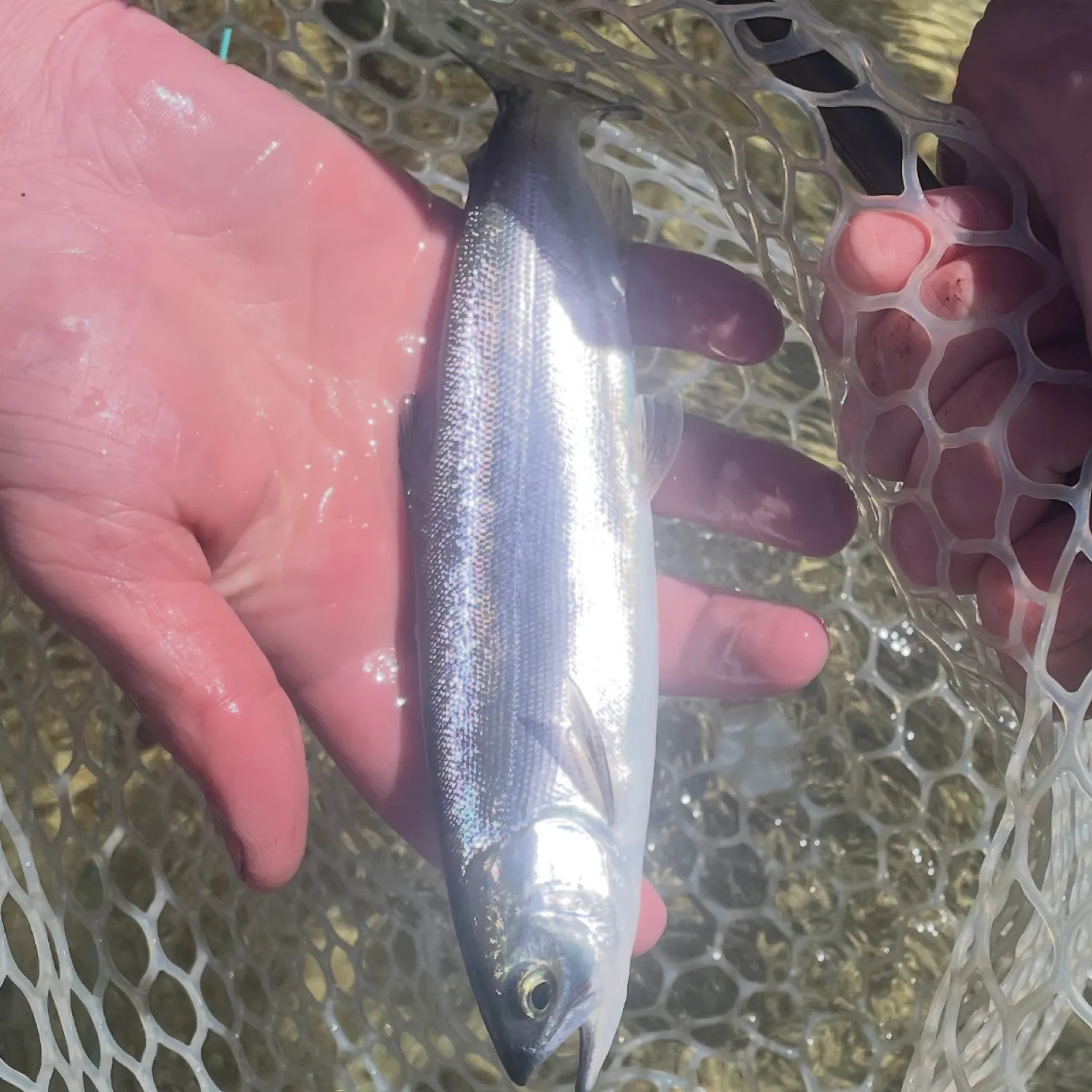 The most recent Coho salmon catches on Fishbrain