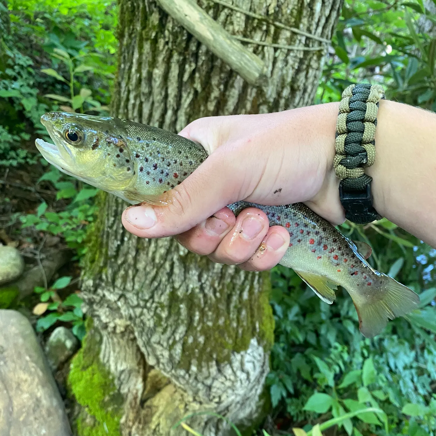 The most recent Brown trout catches on Fishbrain
