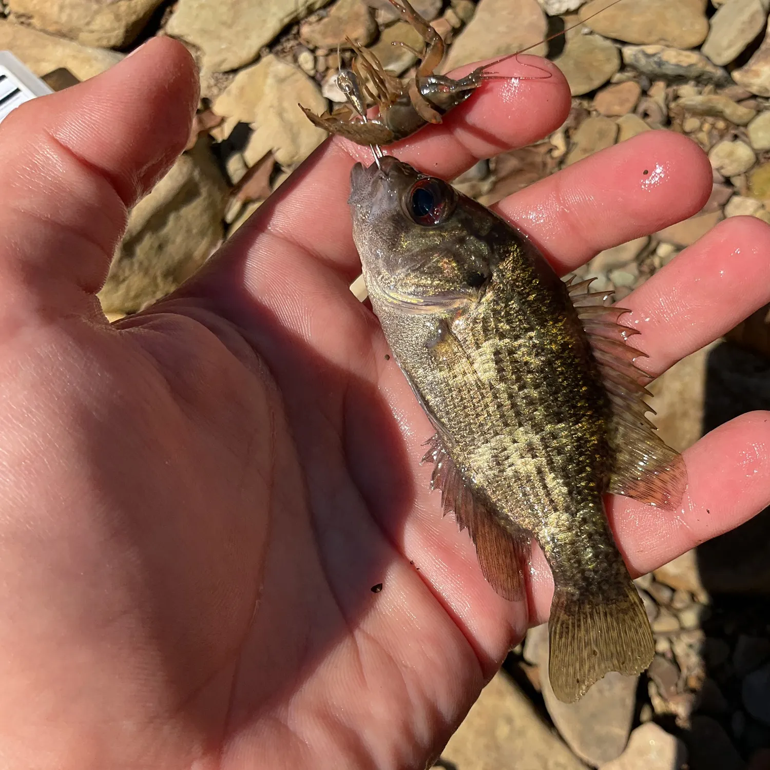 Rock bass caught on Fishbrain