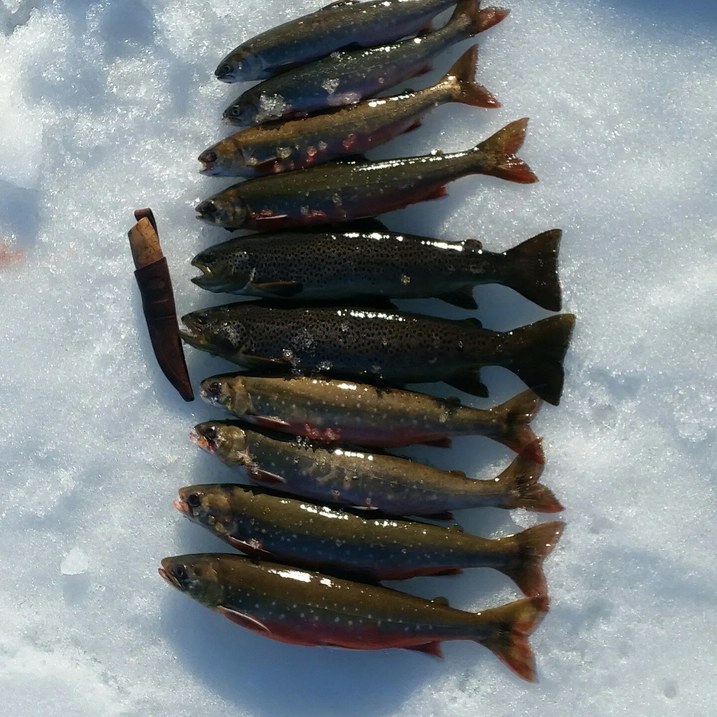 recently logged catches