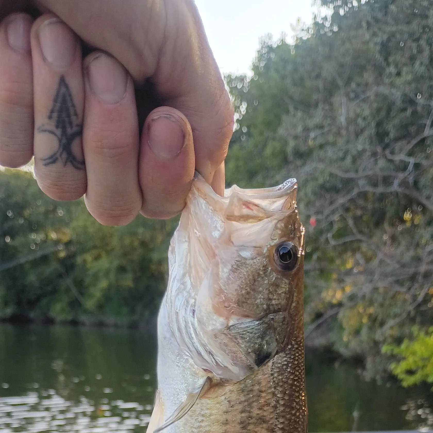 Largemouth bass caught on Fishbrain