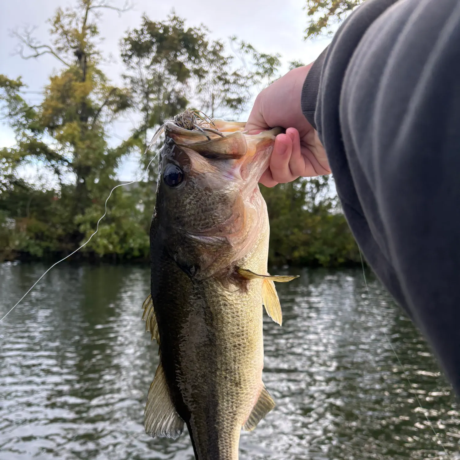 Largemouth bass caught on Fishbrain