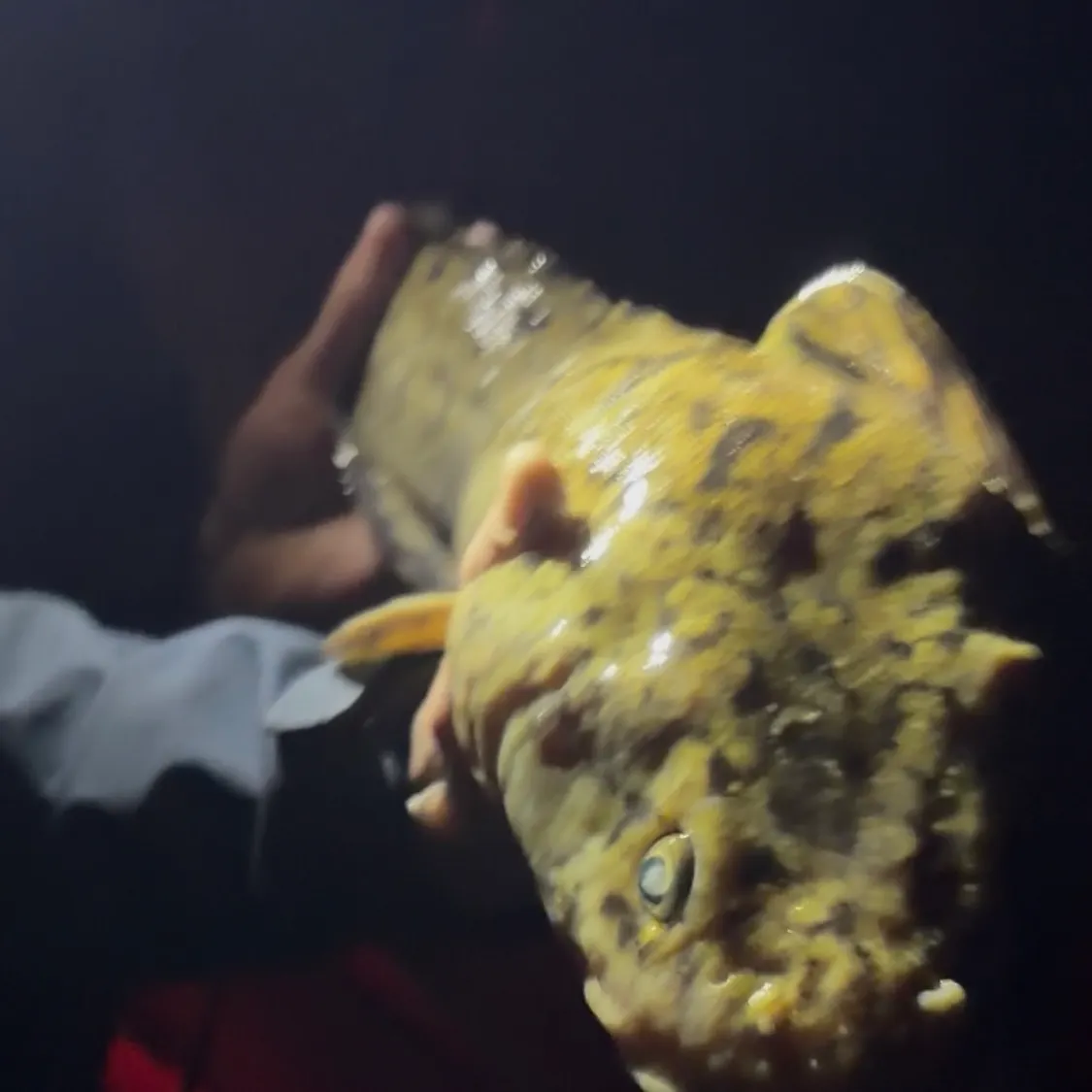 Burbot caught on Fishbrain