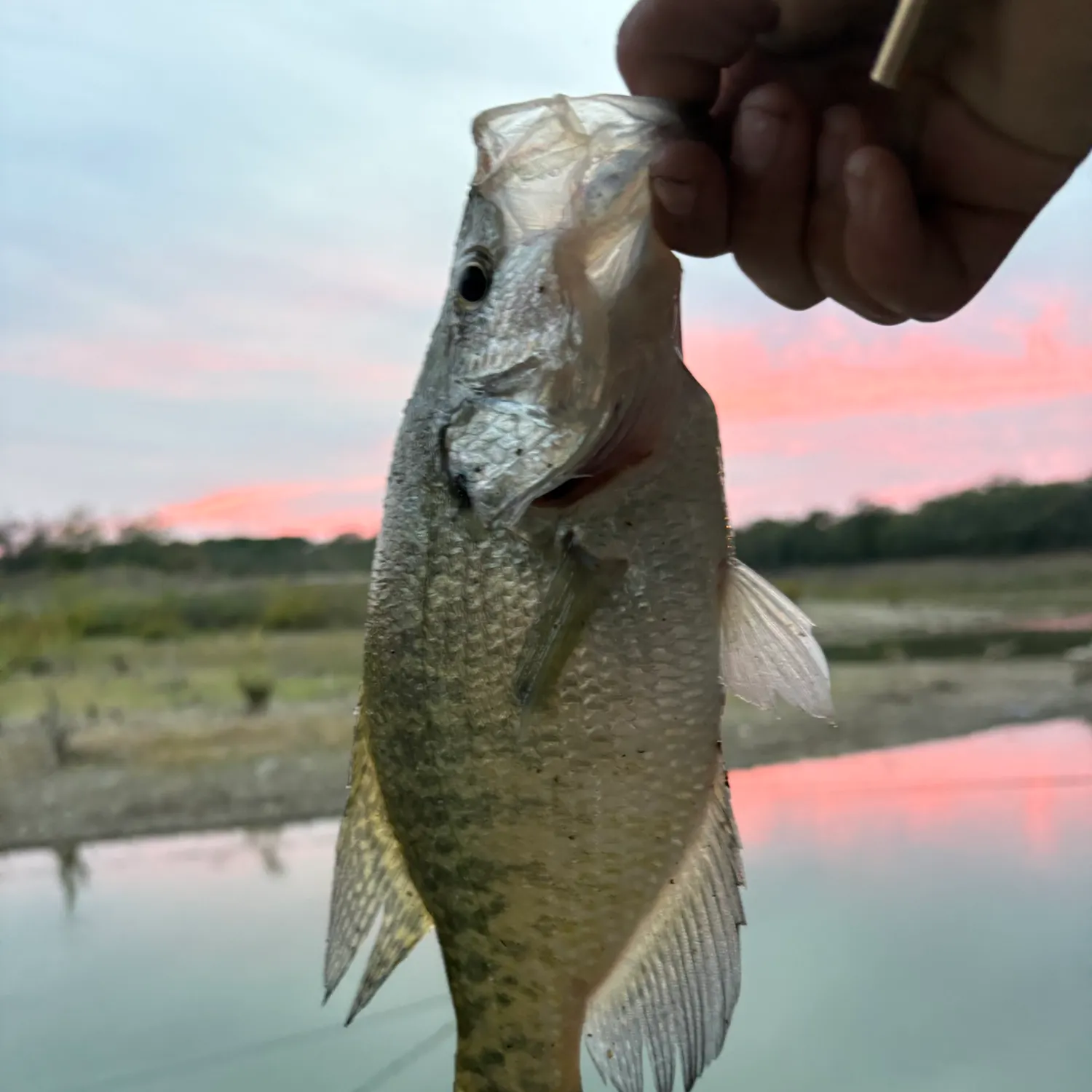 White crappie caught on Fishbrain