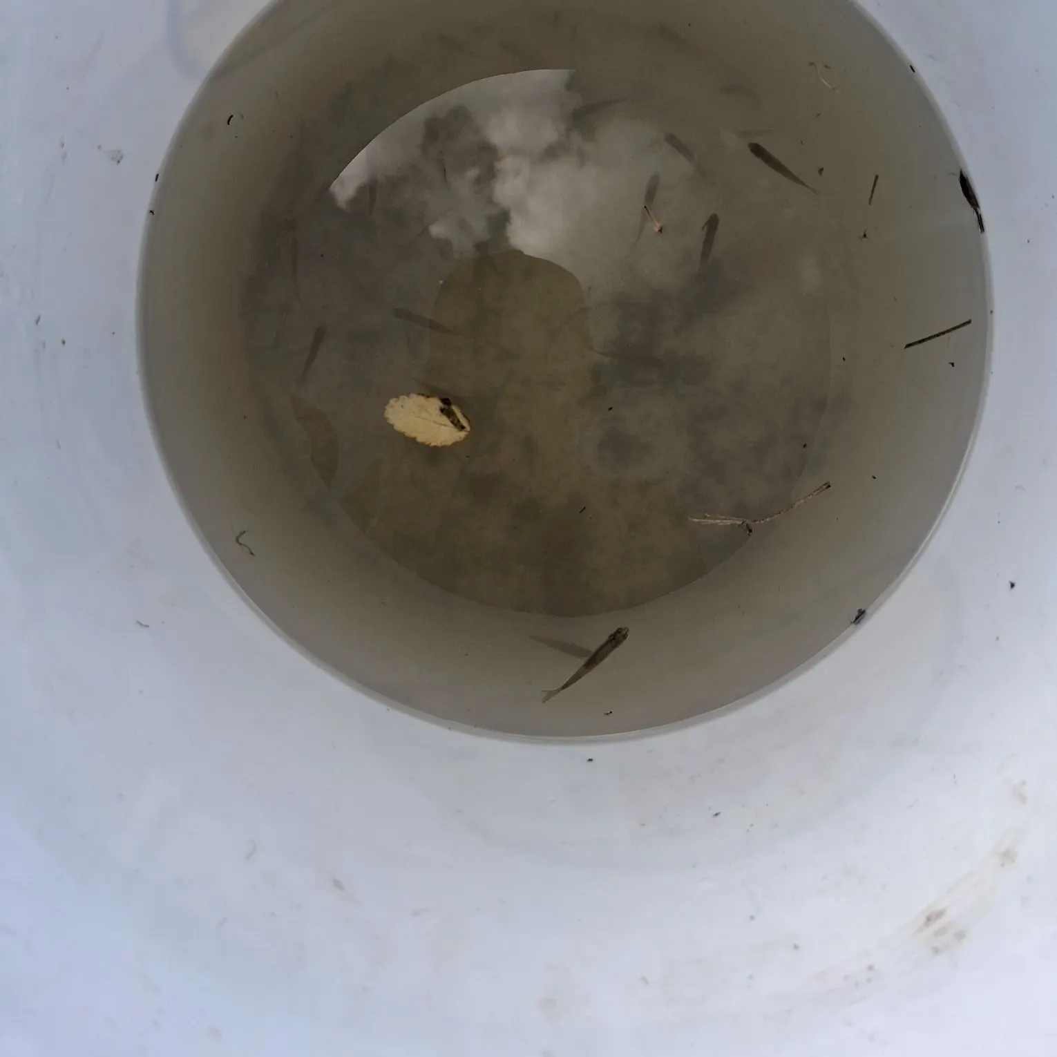 Golden shiner caught on Fishbrain