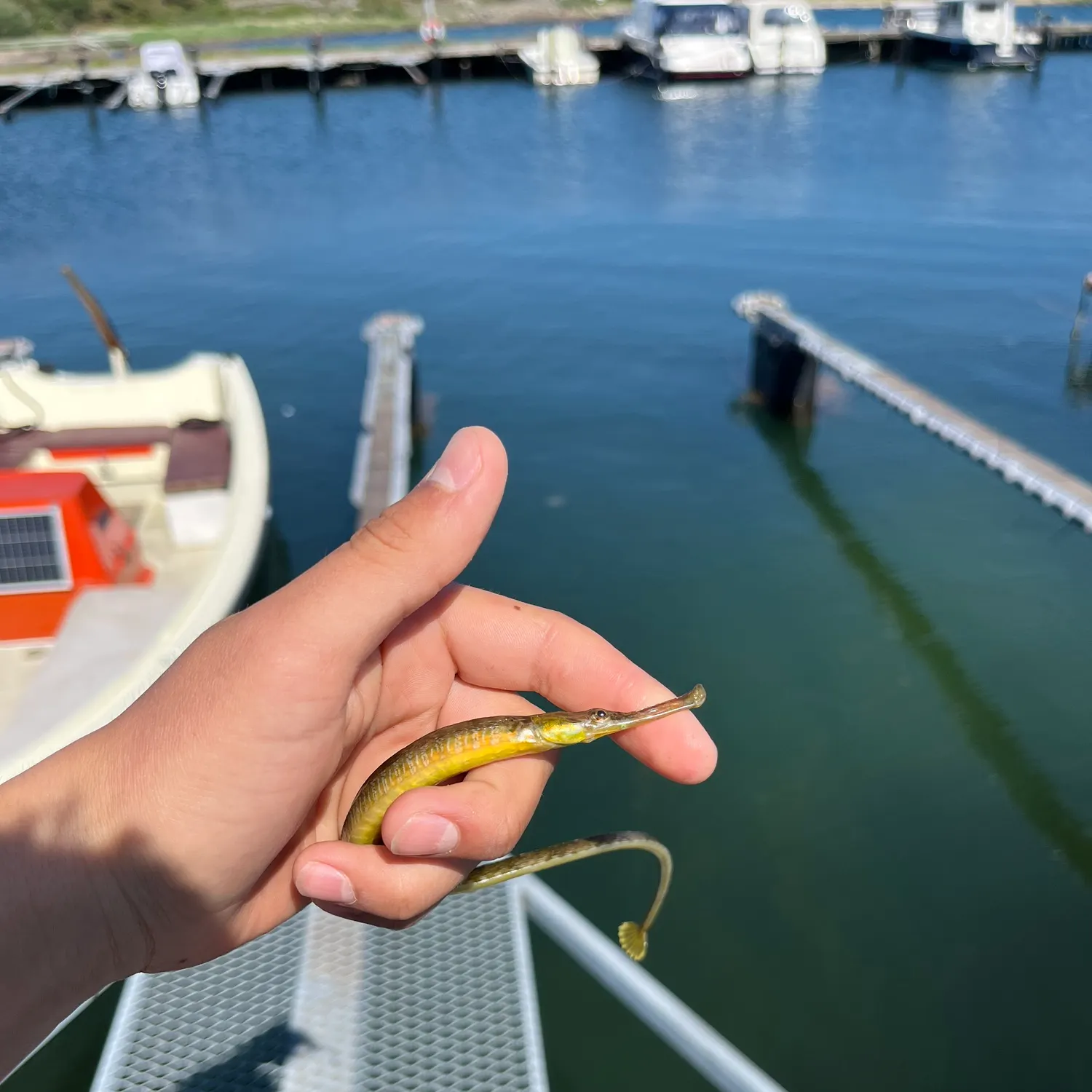 The most recent Northern pipefish catches on Fishbrain