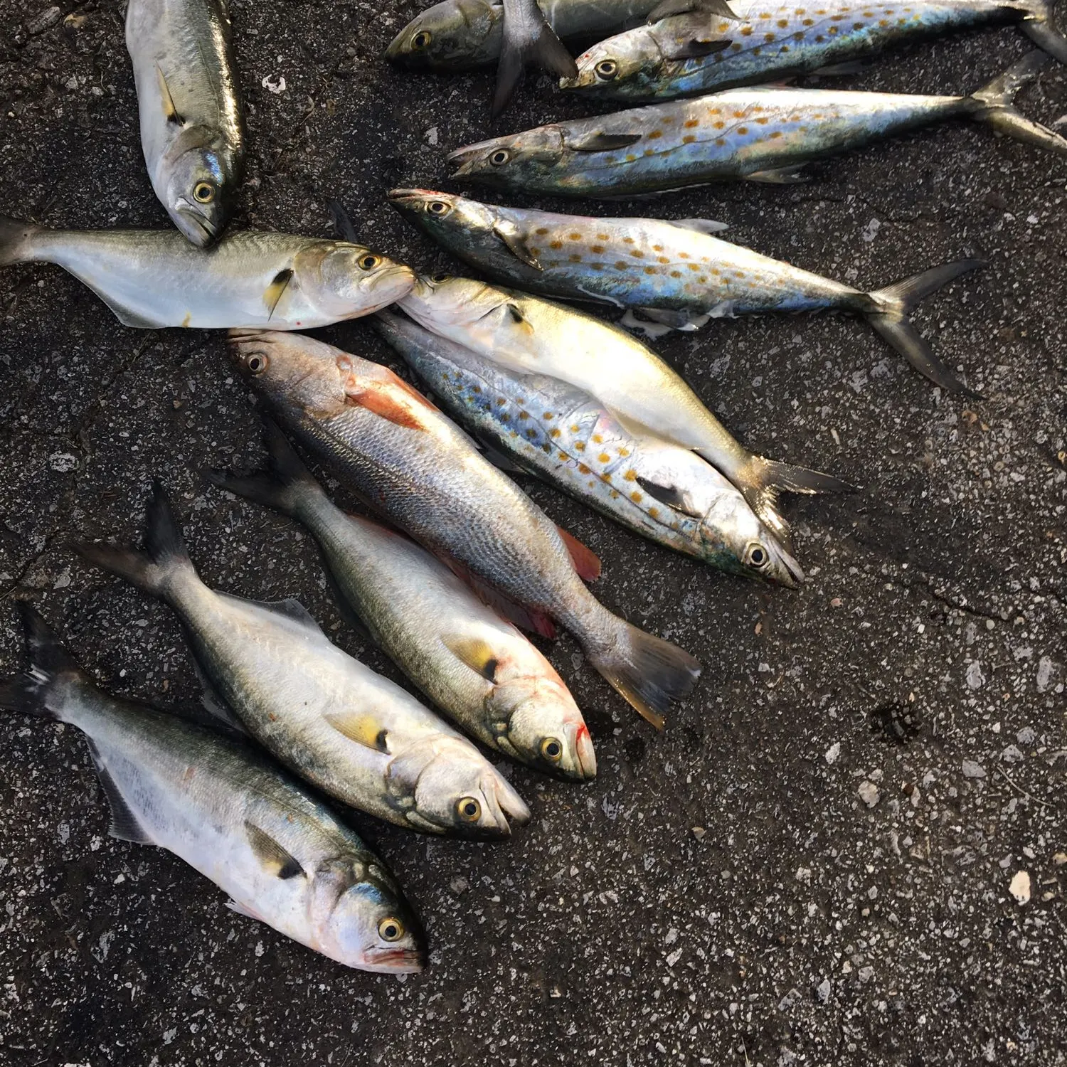 recently logged catches