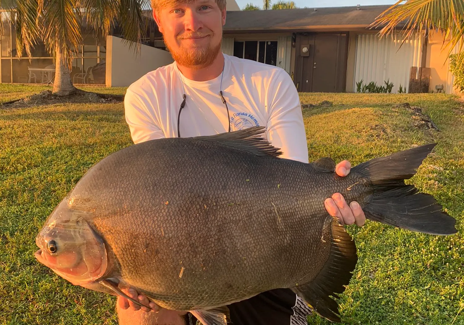 Small-scaled pacu