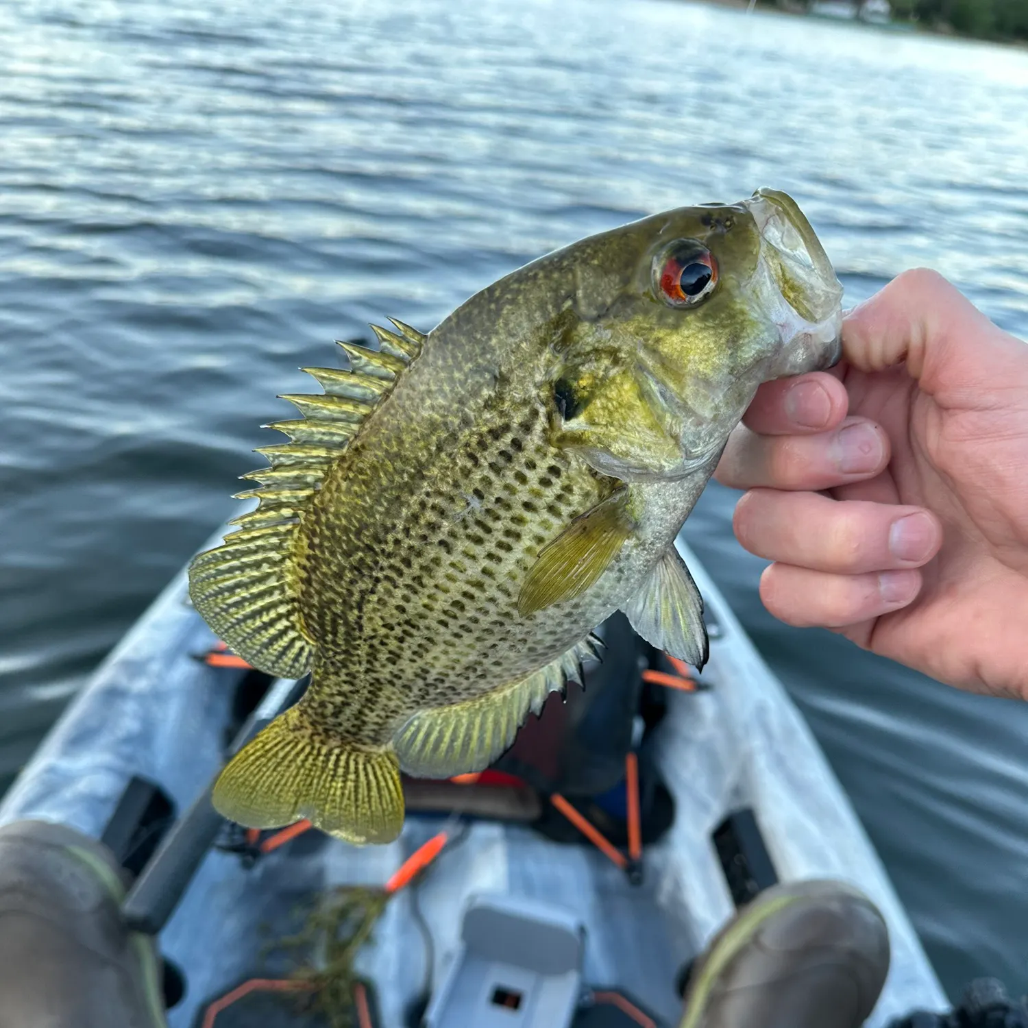 angler catch