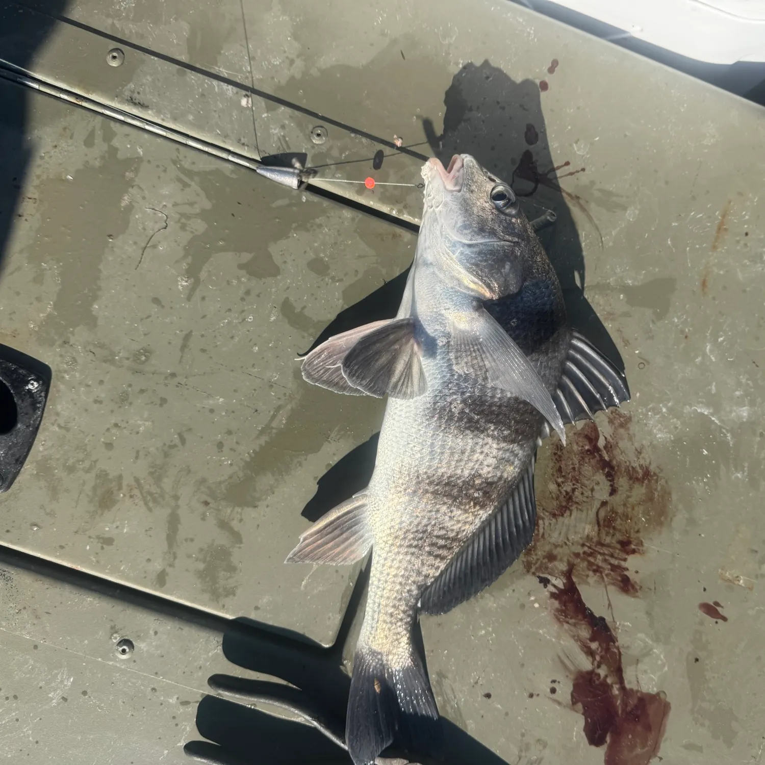 Black drum caught on Fishbrain