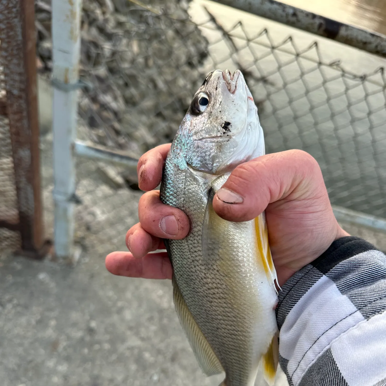 Freshwater drum caught on Fishbrain
