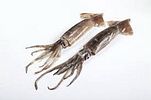 Natural baits Squid