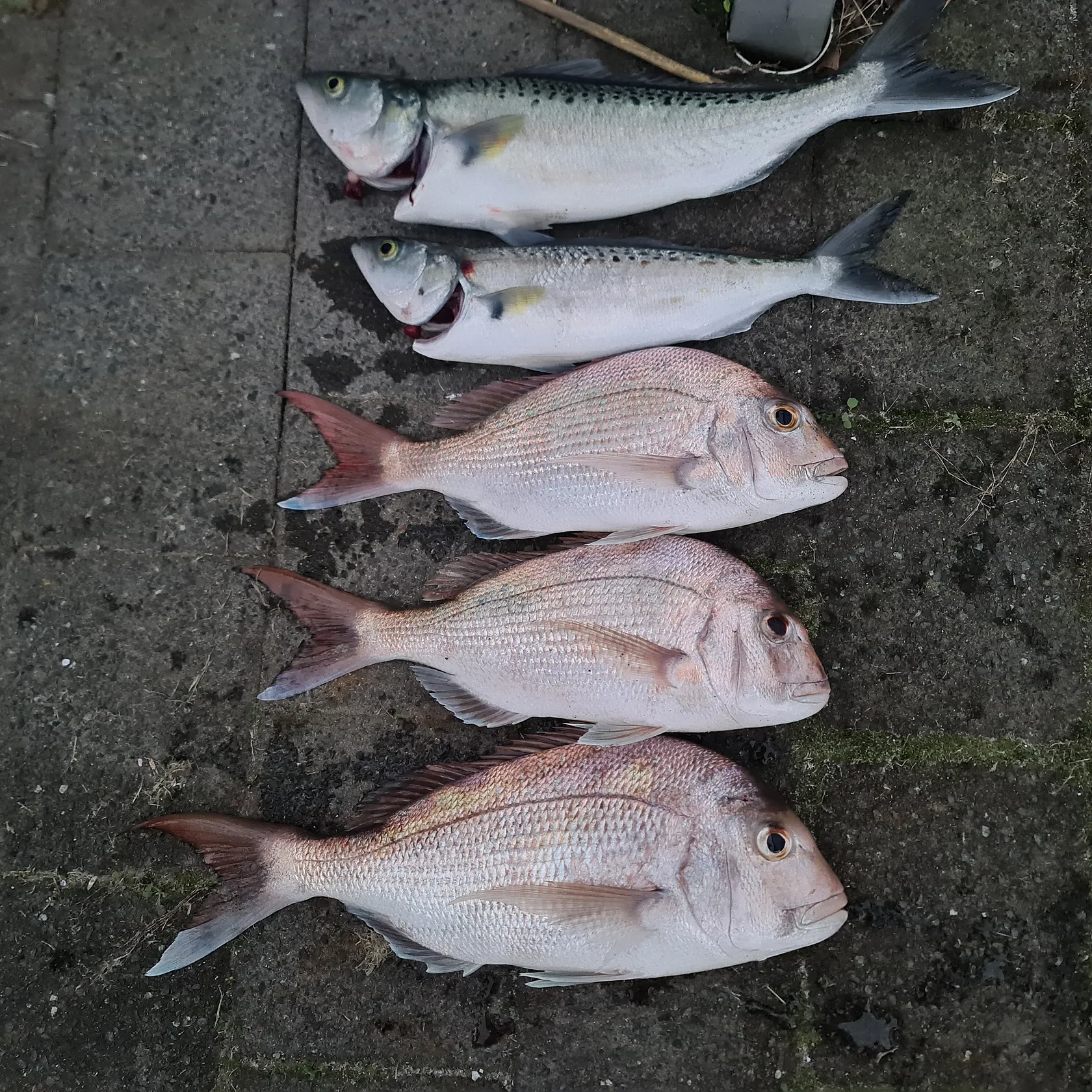 recently logged catches