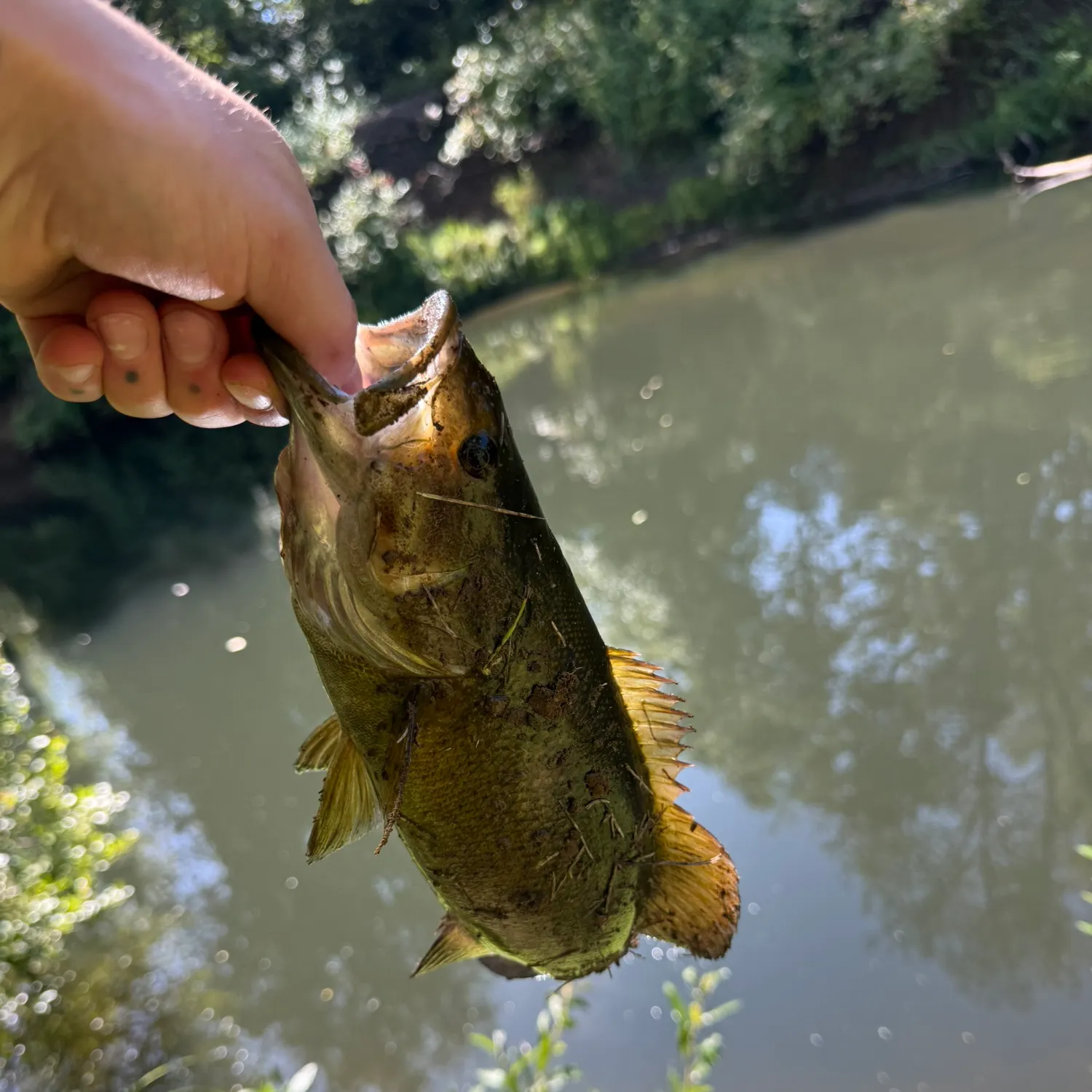 Smallmouth bass caught on Fishbrain