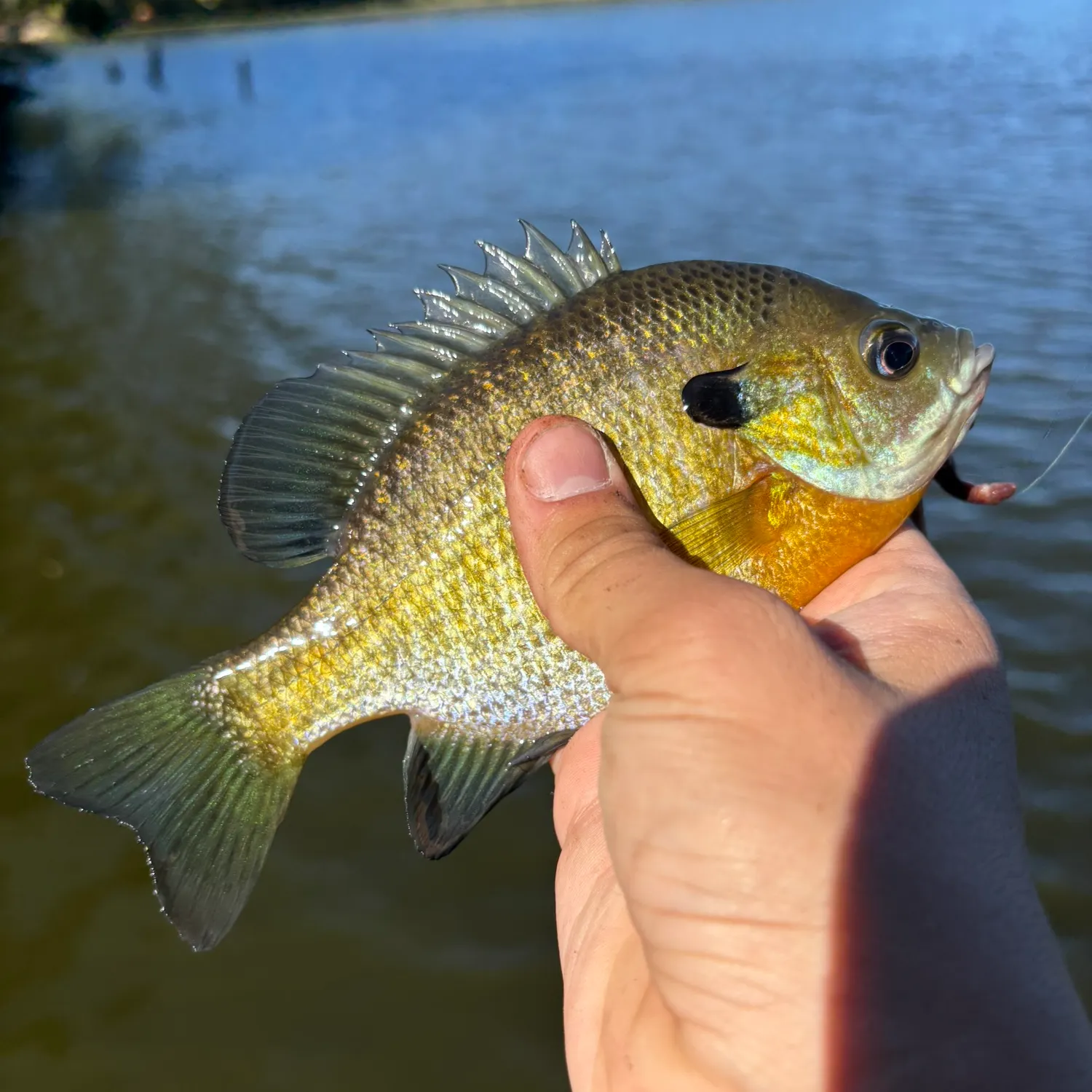 Bluegill caught on Fishbrain