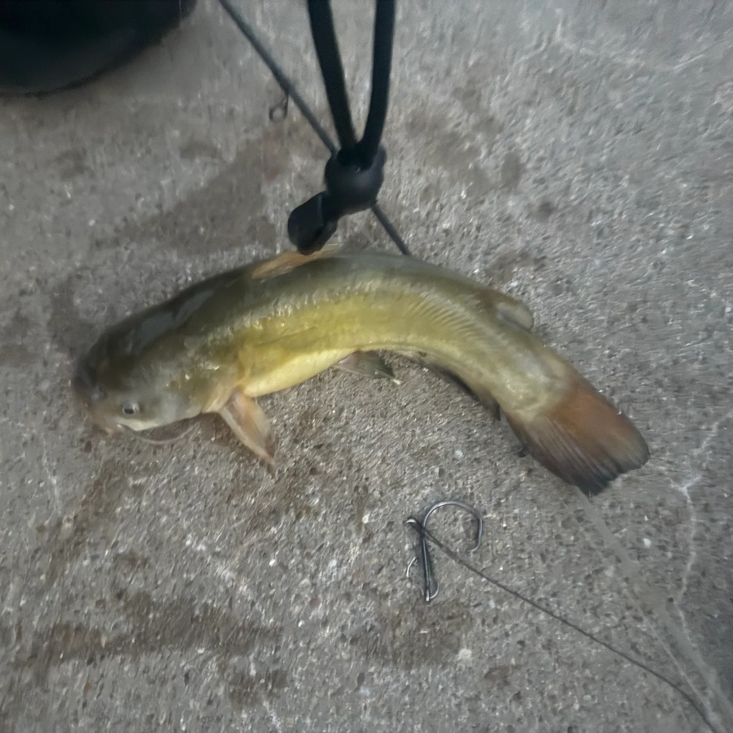 Yellow bullhead caught on Fishbrain