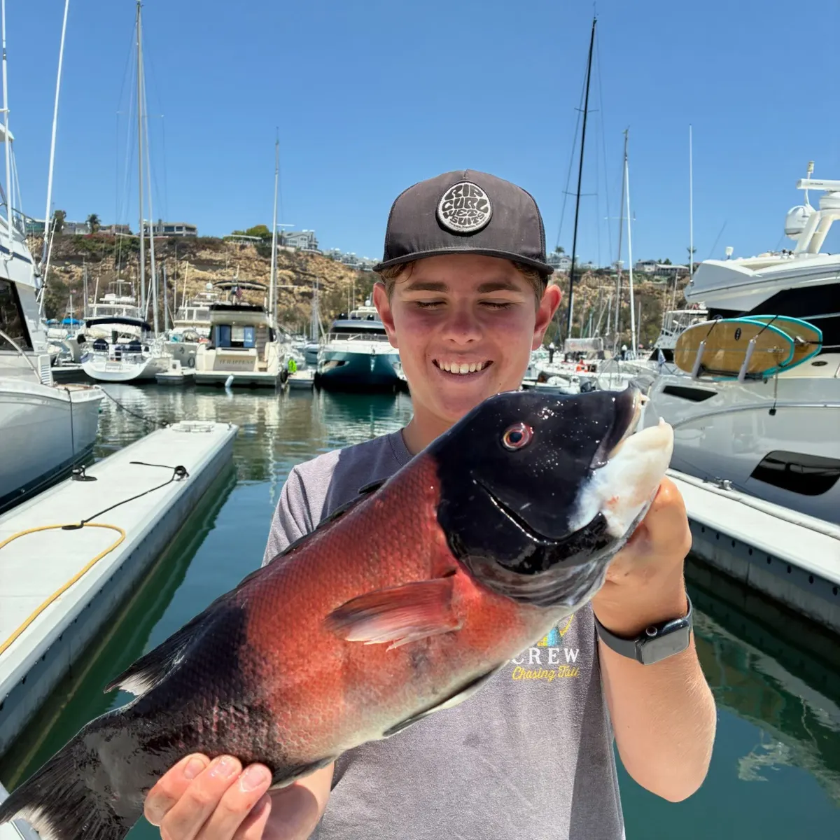 The most recent California sheephead catches on Fishbrain