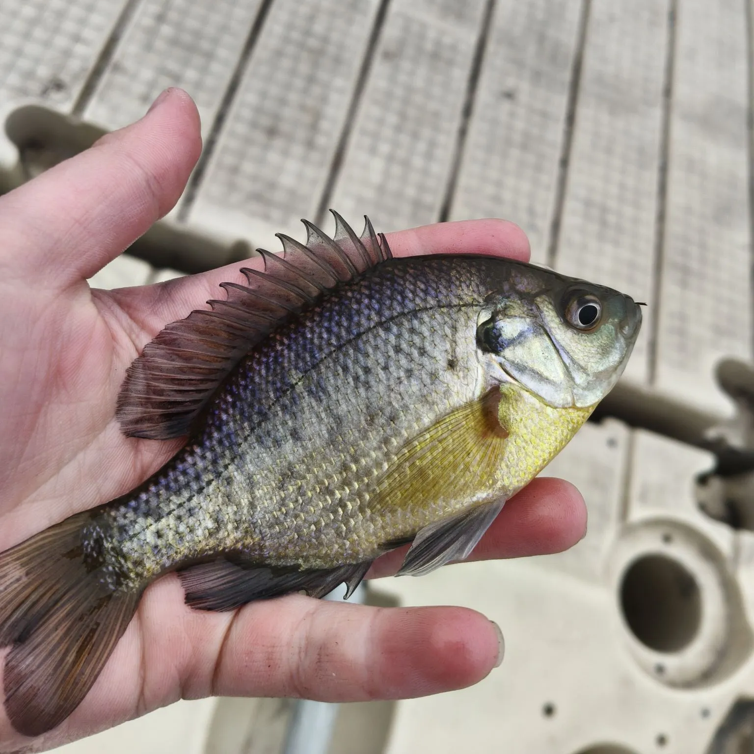 Bluegill caught on Fishbrain