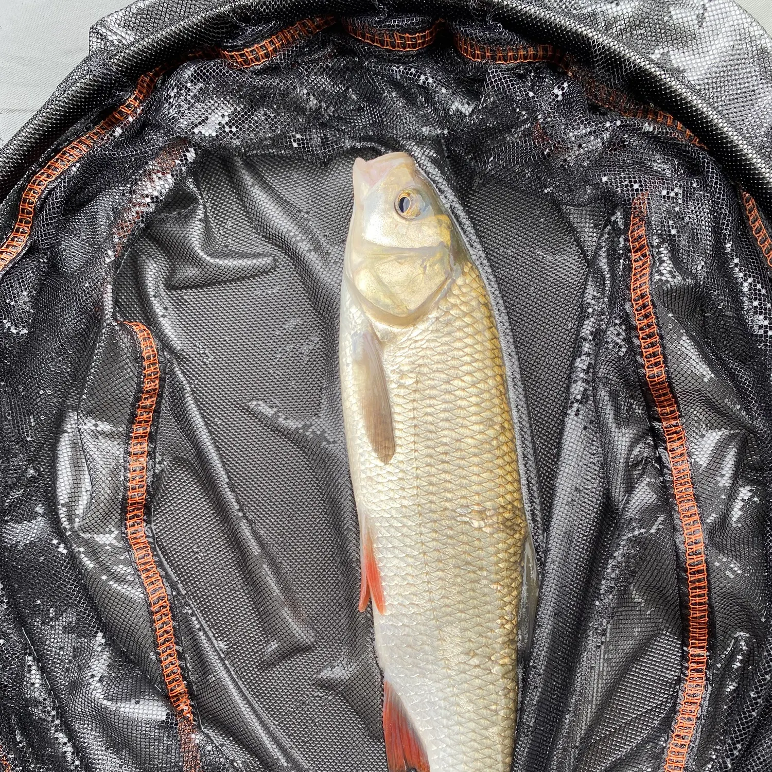 European chub caught on Fishbrain