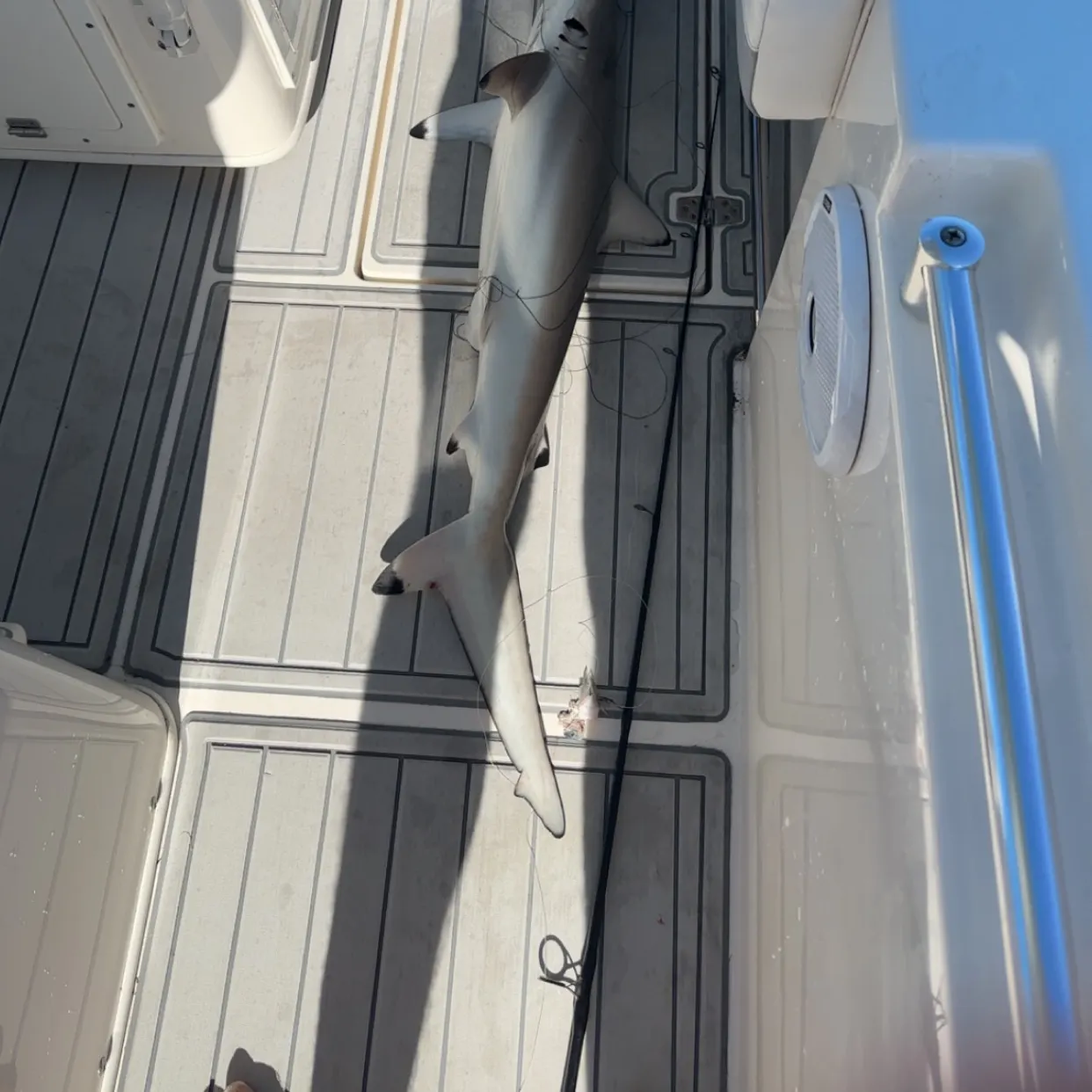 The most recent Blacktip shark catches on Fishbrain