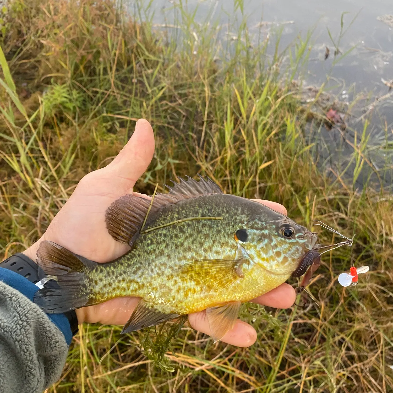 Pumpkinseed caught on Fishbrain