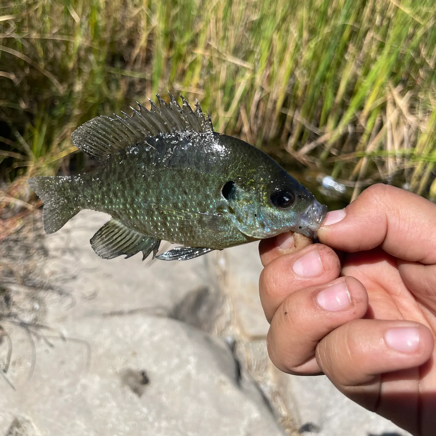 Greengill hybrid caught on Fishbrain