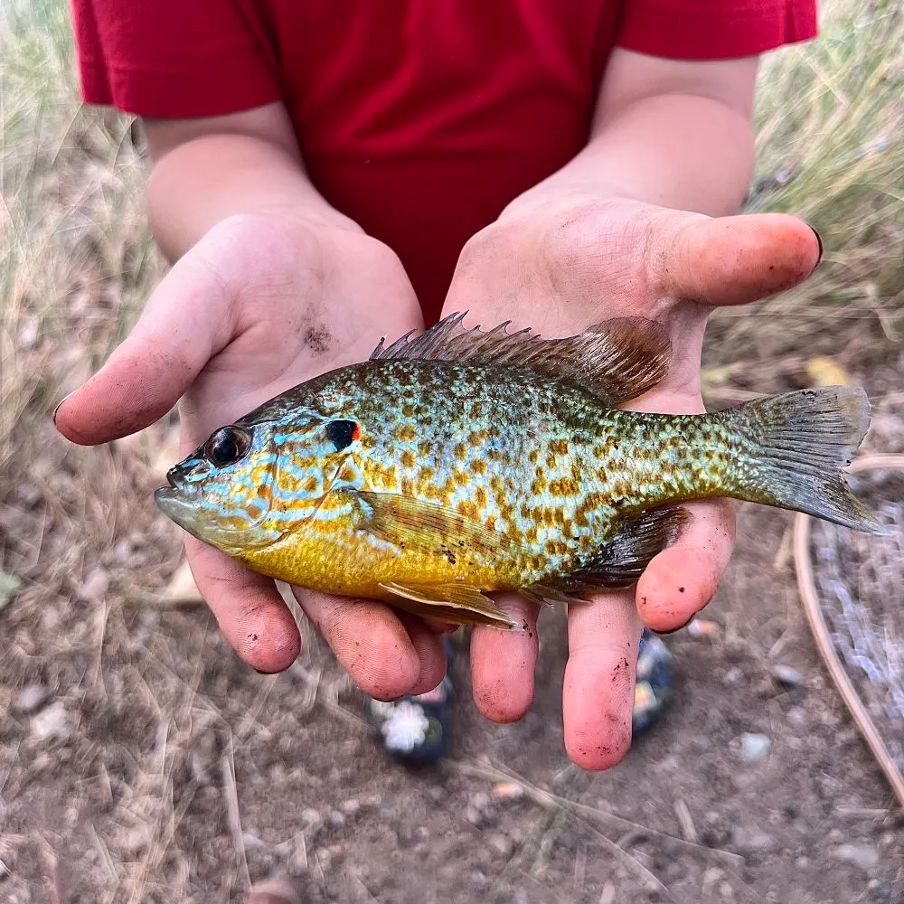 angler catch