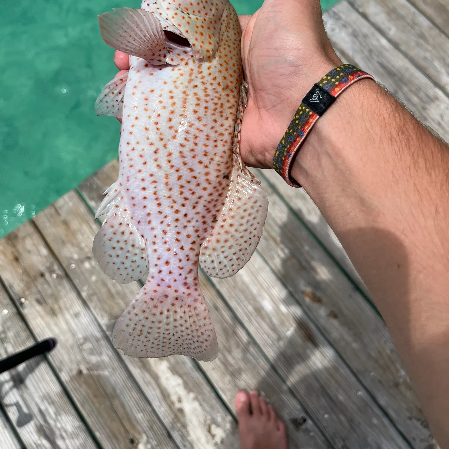 The most recent Speckled hind catches on Fishbrain