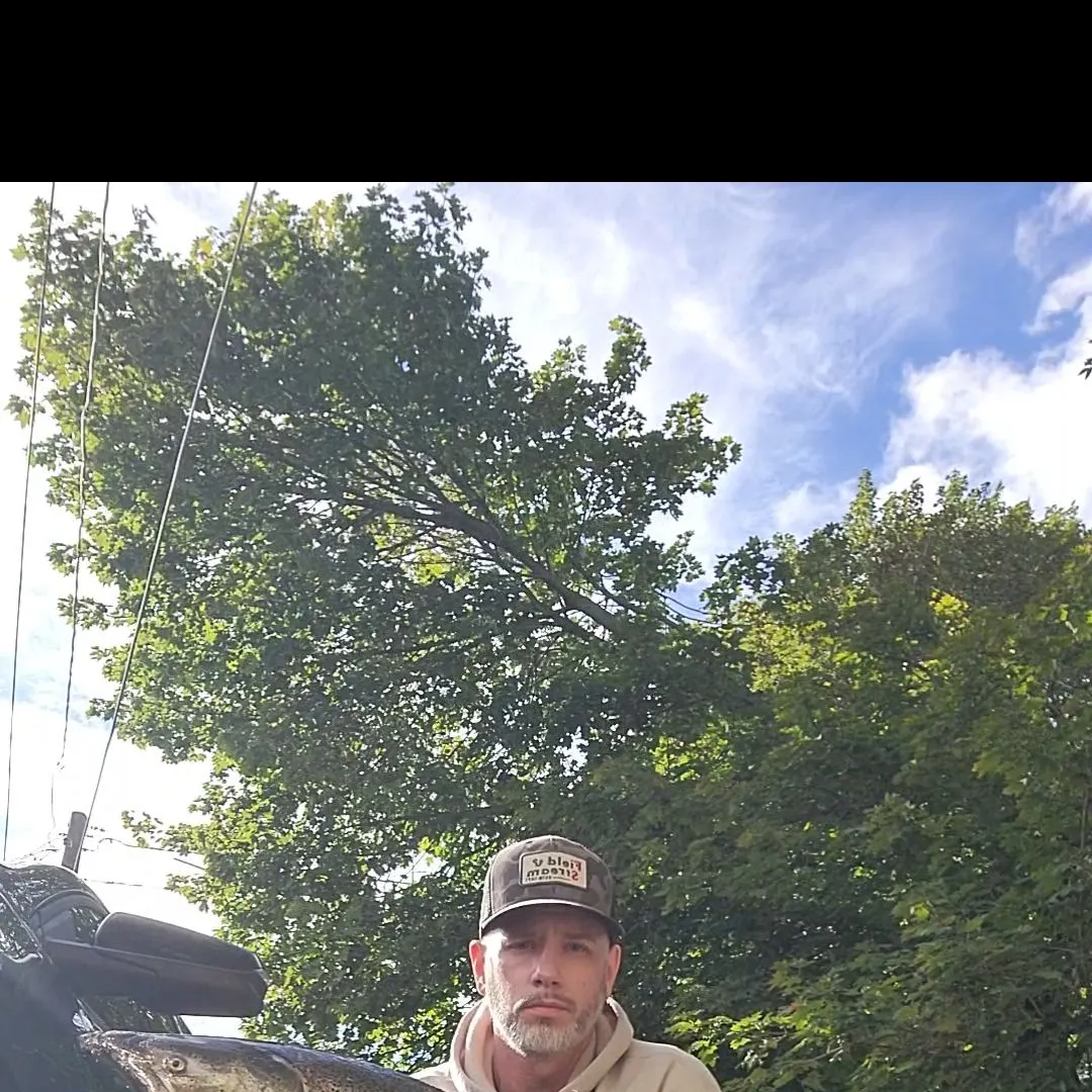 Chinook salmon caught on Fishbrain