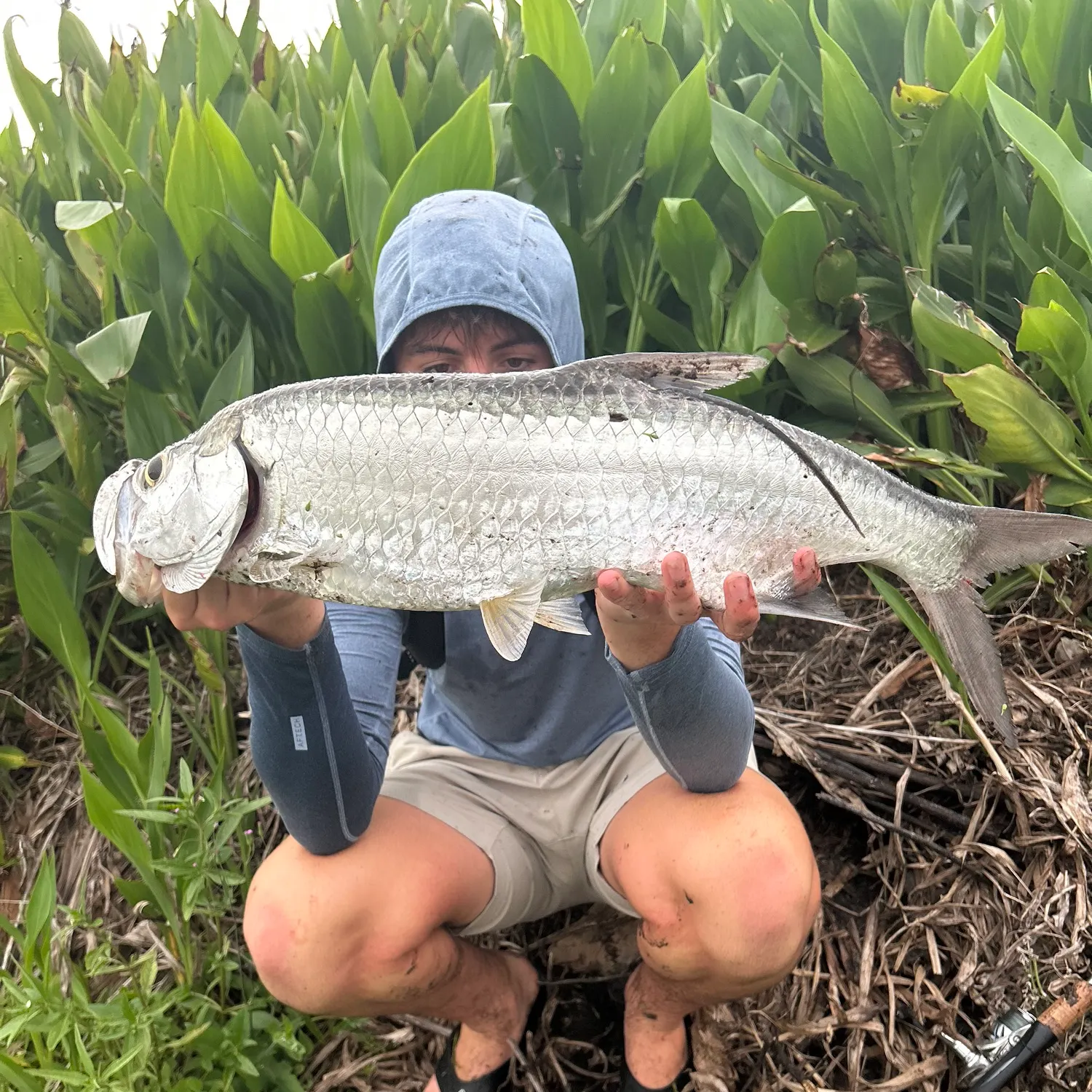 Tarpon caught on Fishbrain