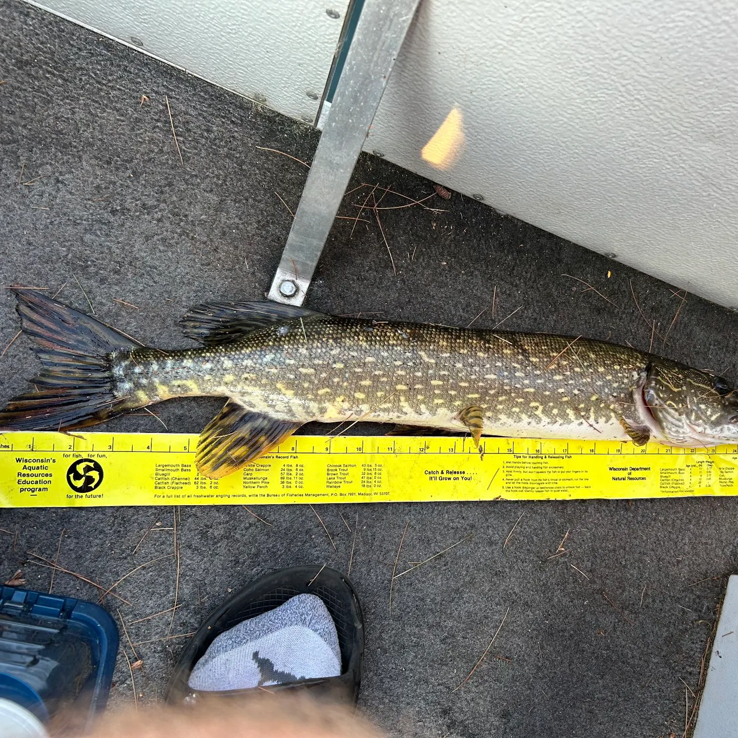 recently logged catches