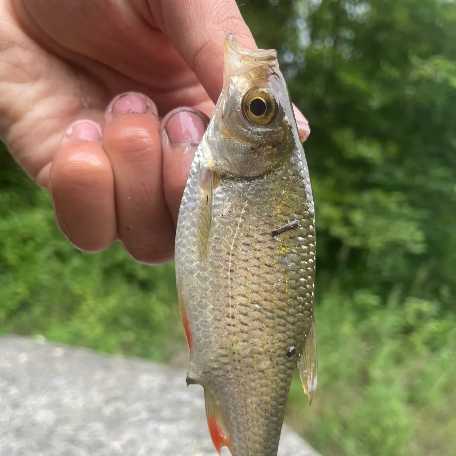 most liked catch image