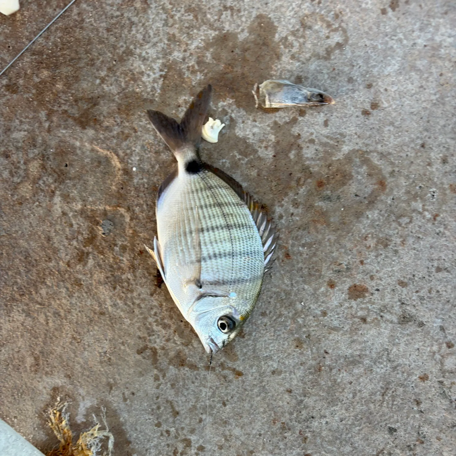 Fish caught on Fishbrain