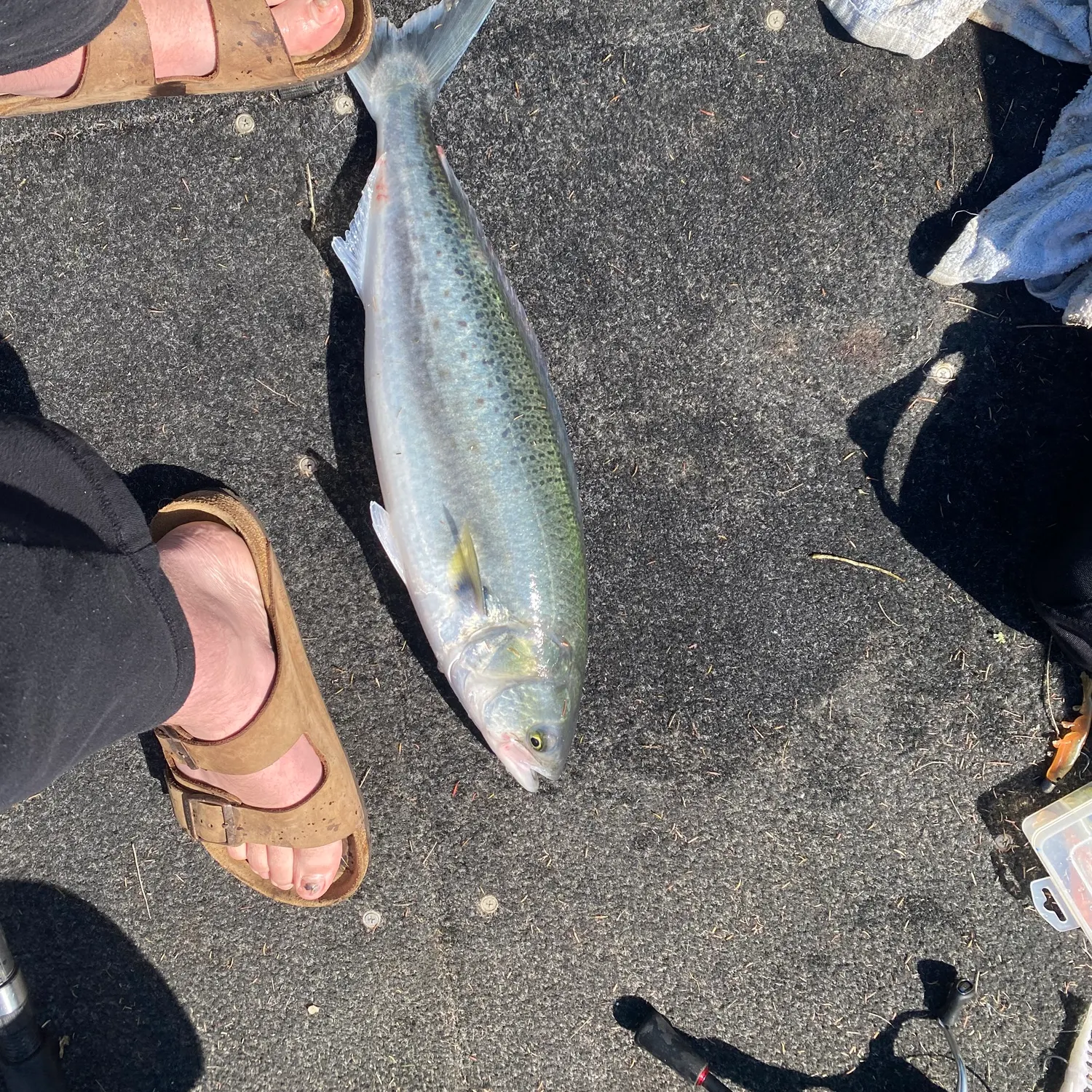 Eastern Australian salmon caught on Fishbrain