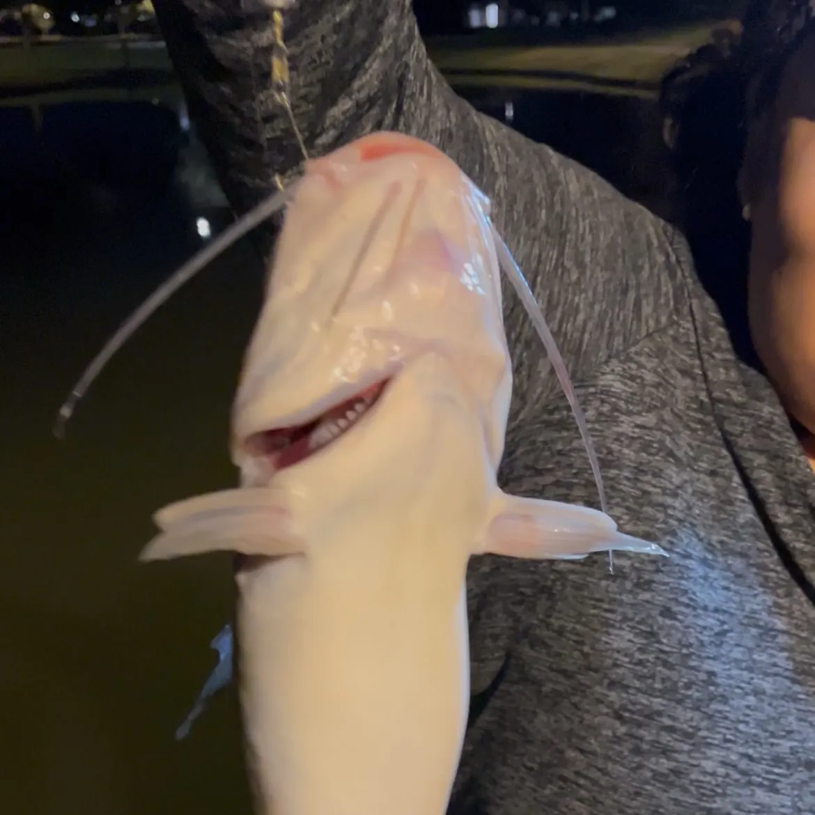 Channel catfish caught on Fishbrain