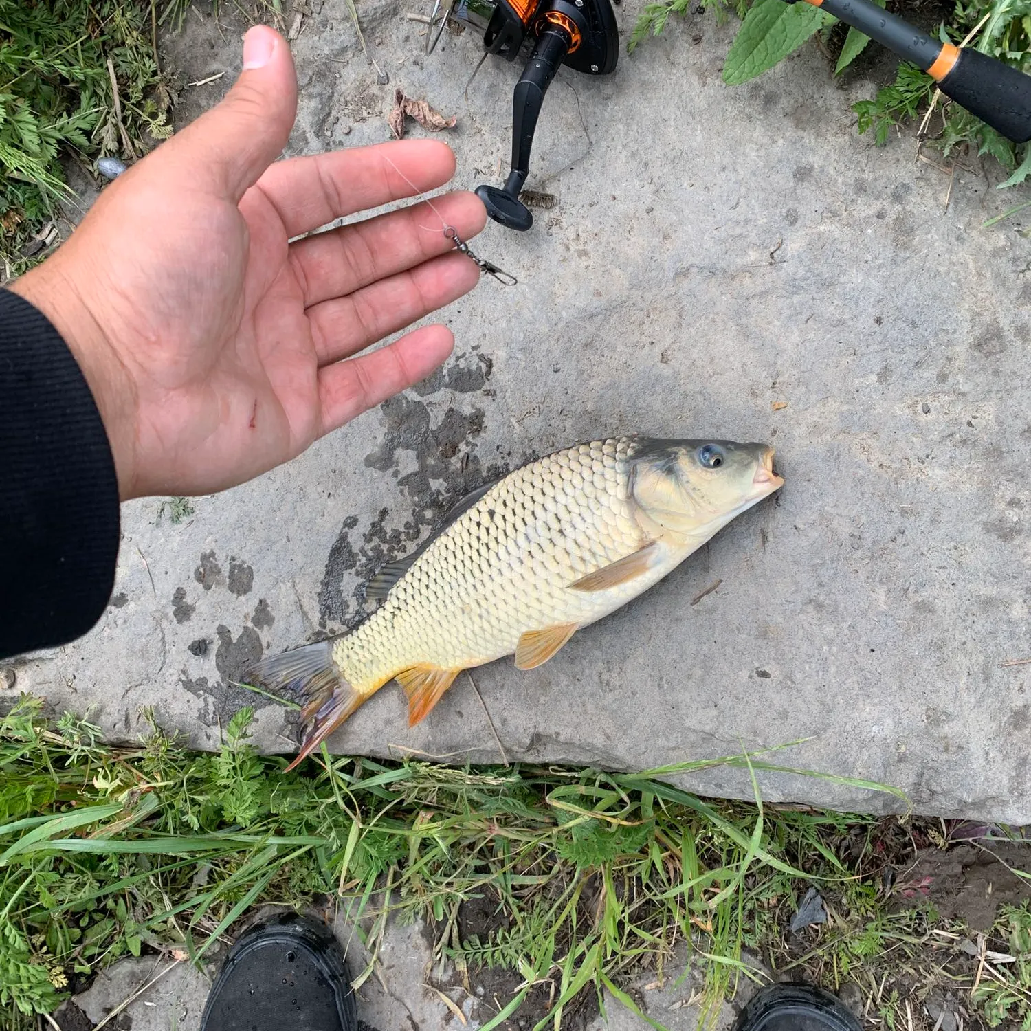 Common carp caught on Fishbrain