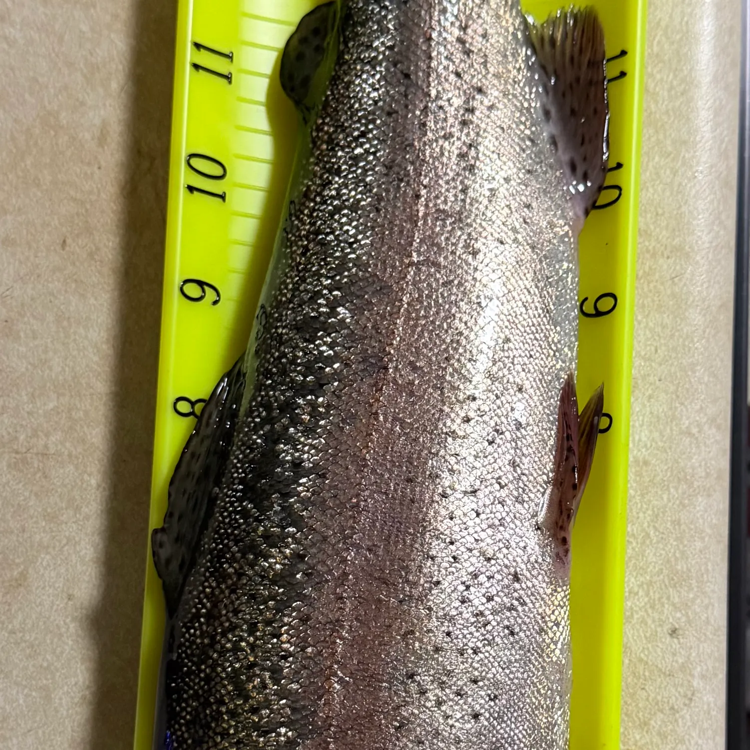 recently logged catches