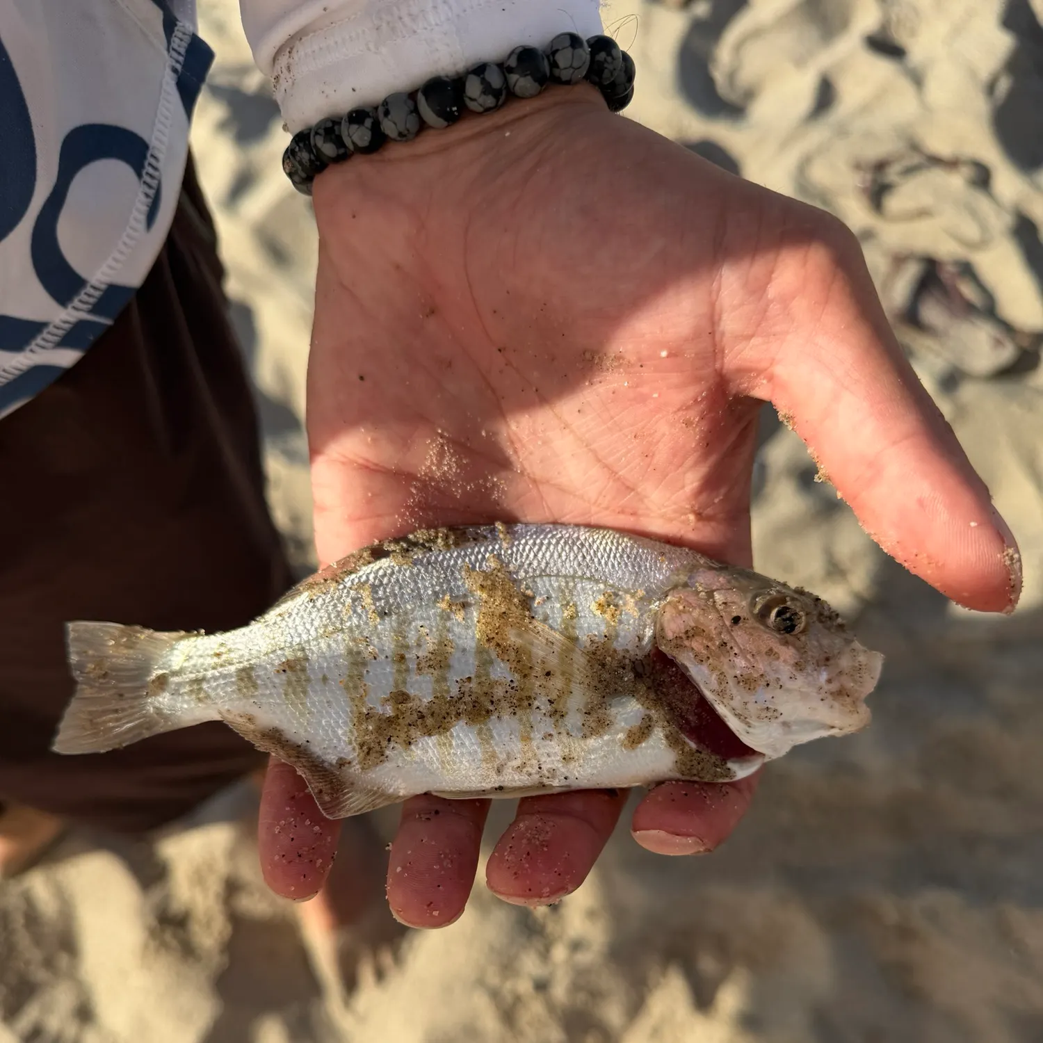 Barred surfperch caught on Fishbrain