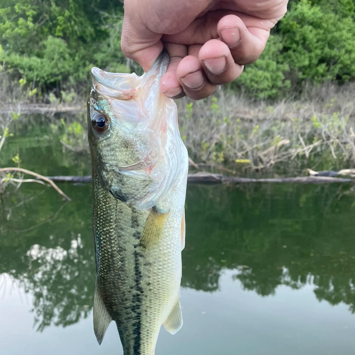 angler catch